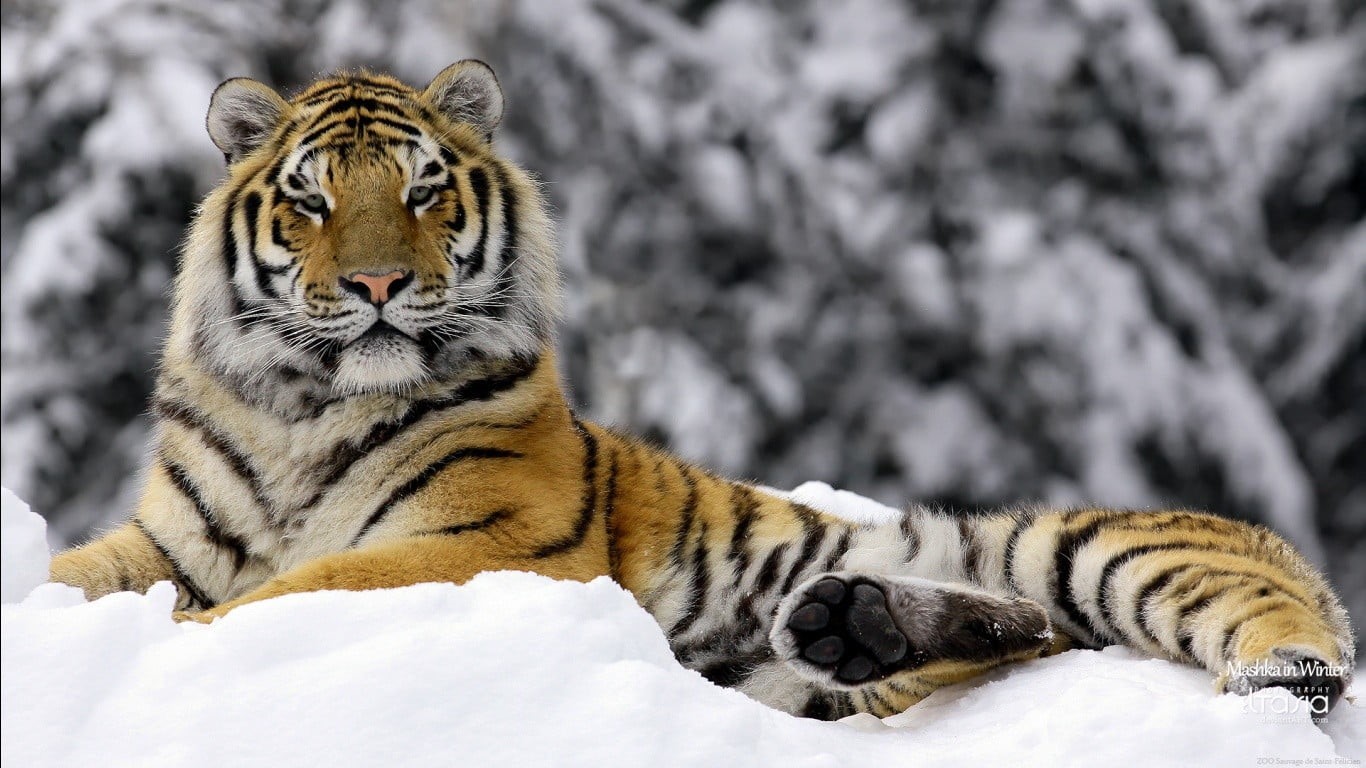 winter, whisker, carnivora, animal themes, cold temperature, one animal, mammal, feline, animal, relaxation, tiger, cat, nature, outdoors, 720P, snow, HD Wallpaper