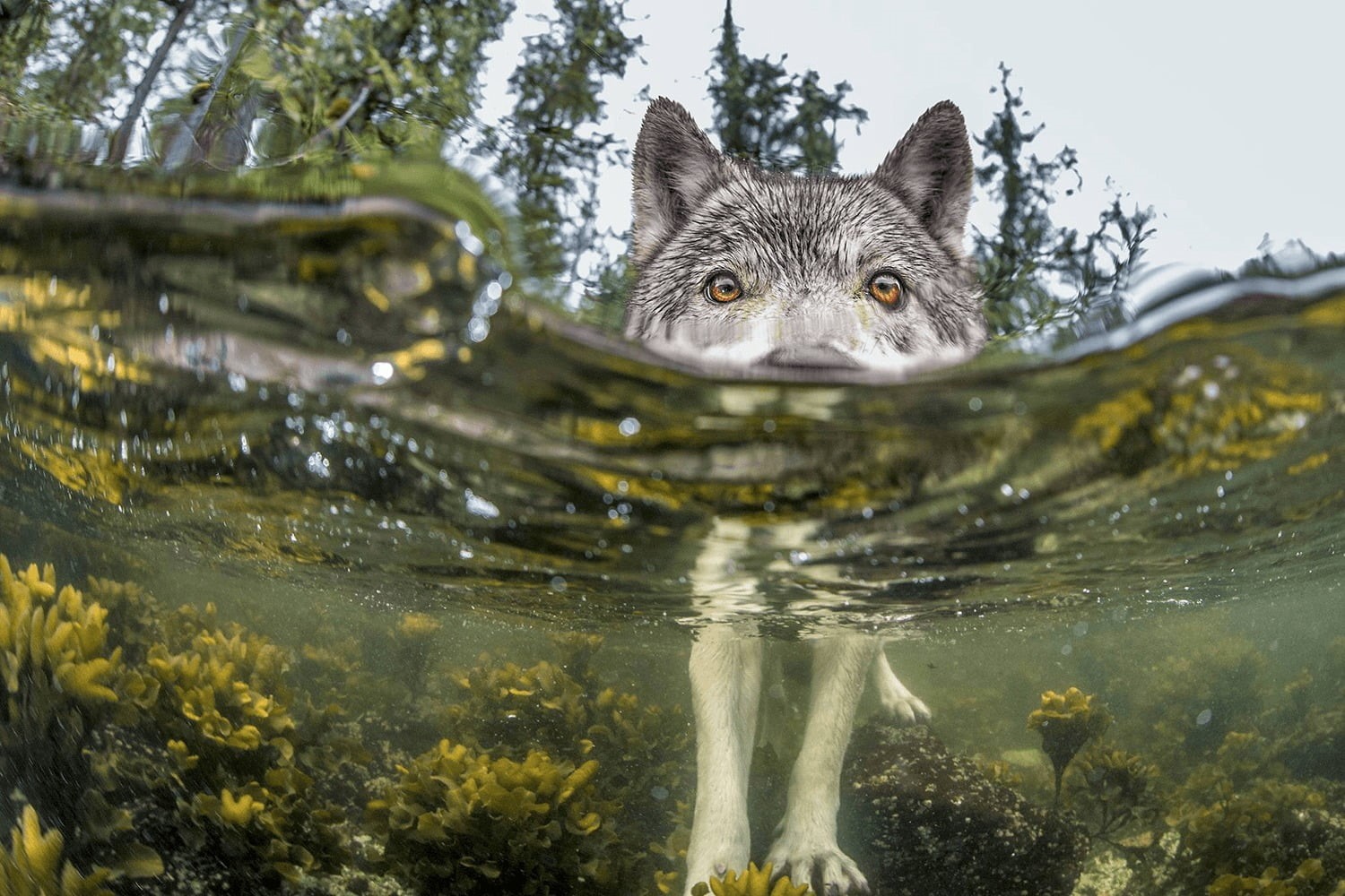 domestic animals, adult, white, animal eye, wolf, tree, looking at camera, water, siberian, gray, husky, lake, no people, pets, swimming, portrait, animal, HD Wallpaper