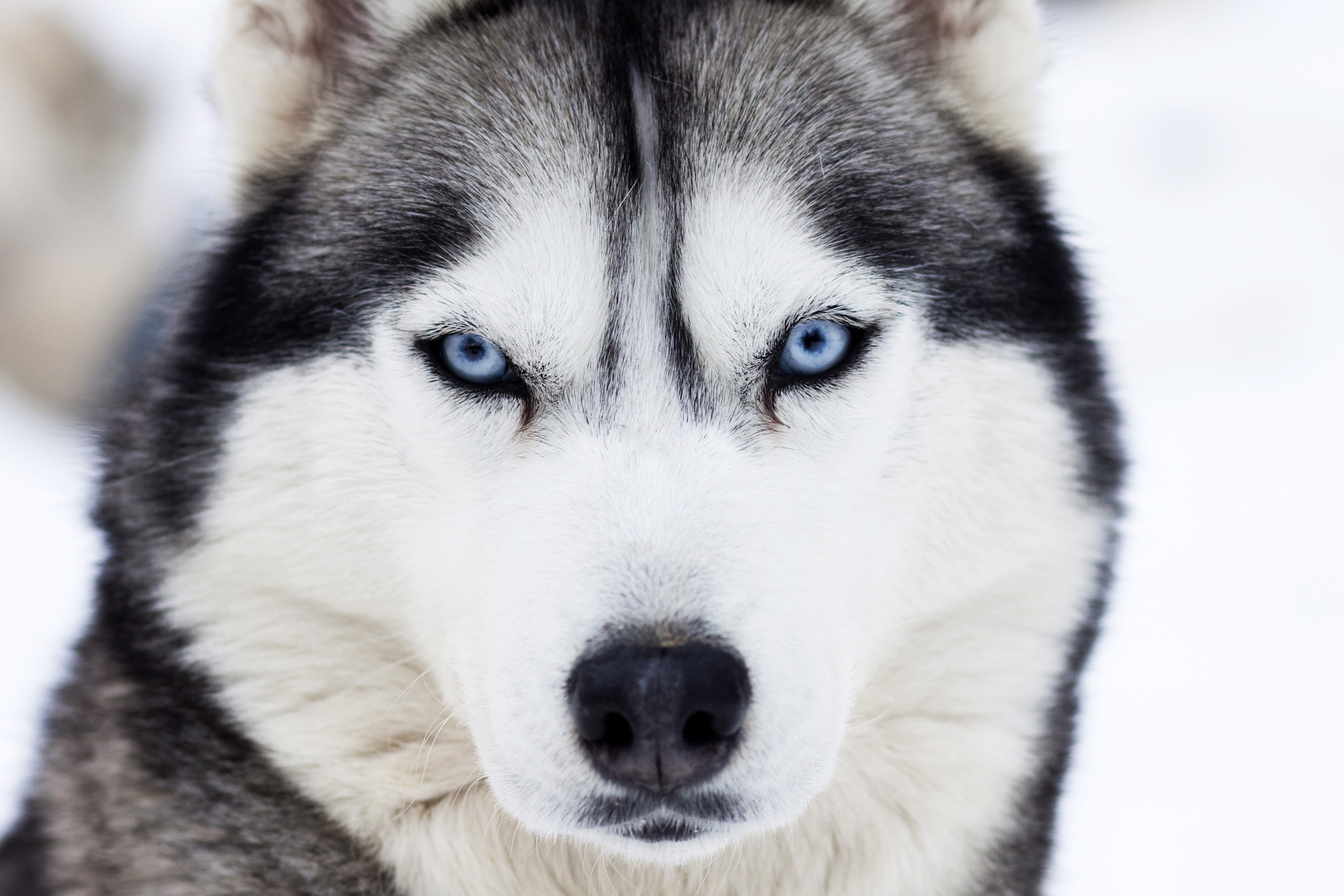 mammal, cold temperature, focus on foreground, snow, canine, close-up, arctic, wild, nature, animal, portrait, animal themes, face, looking at camera, no people, HD Wallpaper