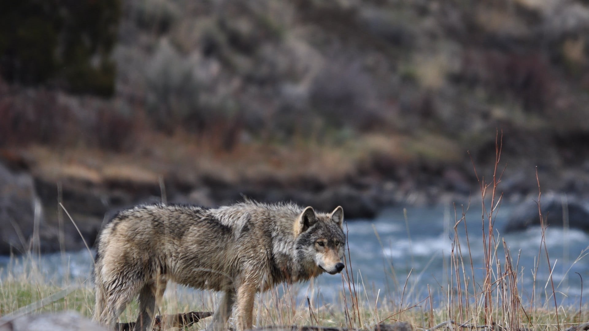 mammals, animal themes, side view, nature, domestic, animals, wildlife, standing, mammal, plant, animals in the wild, wolf, outdoors, day, no people, animal, HD Wallpaper
