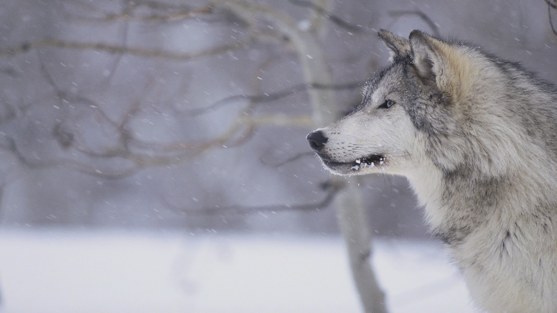 wolf, animals, wildlife, snow, 1080P, winter, HD Wallpaper