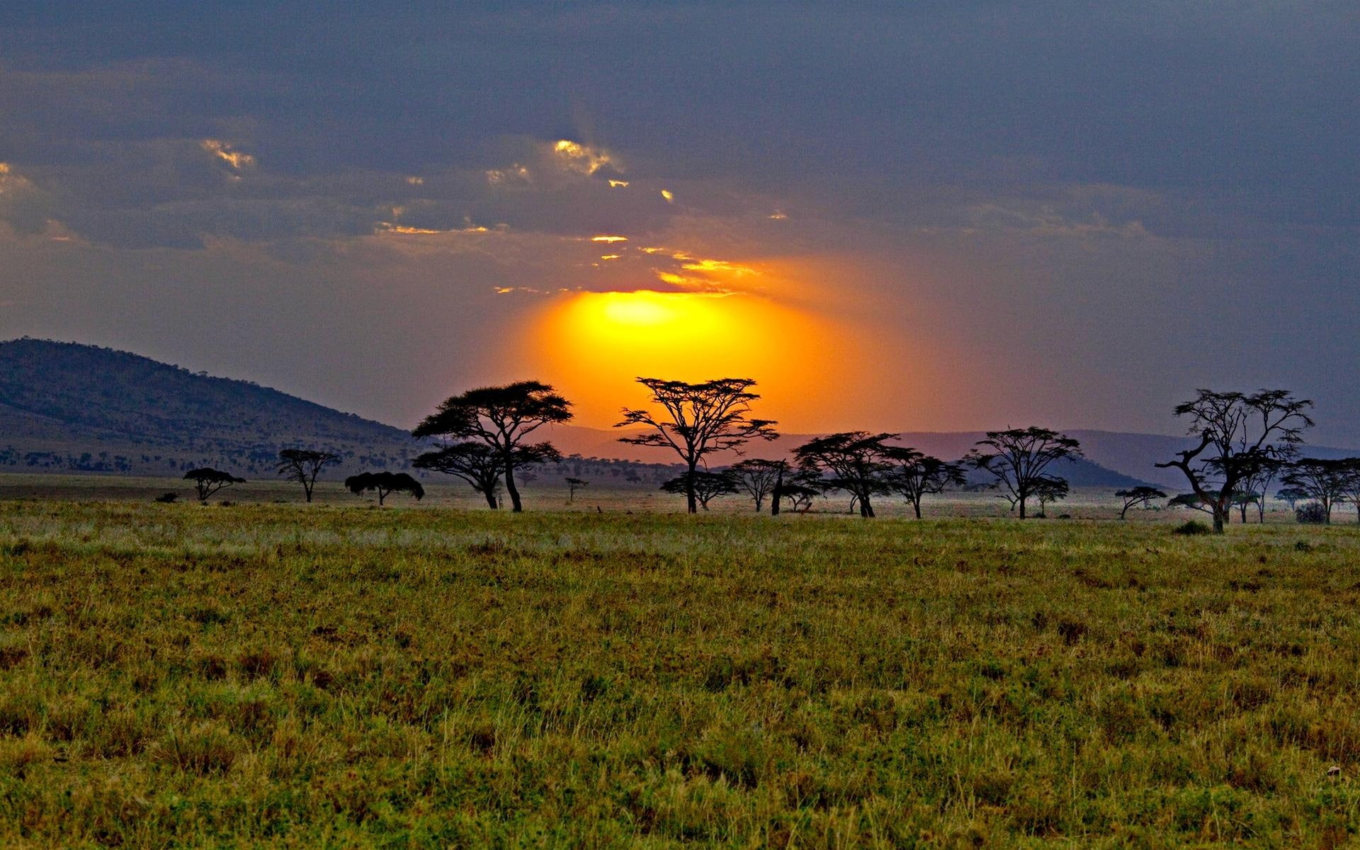 nature and landscapes, sunrise, 1080P, africa, savannah, kenya, sunset, HD Wallpaper