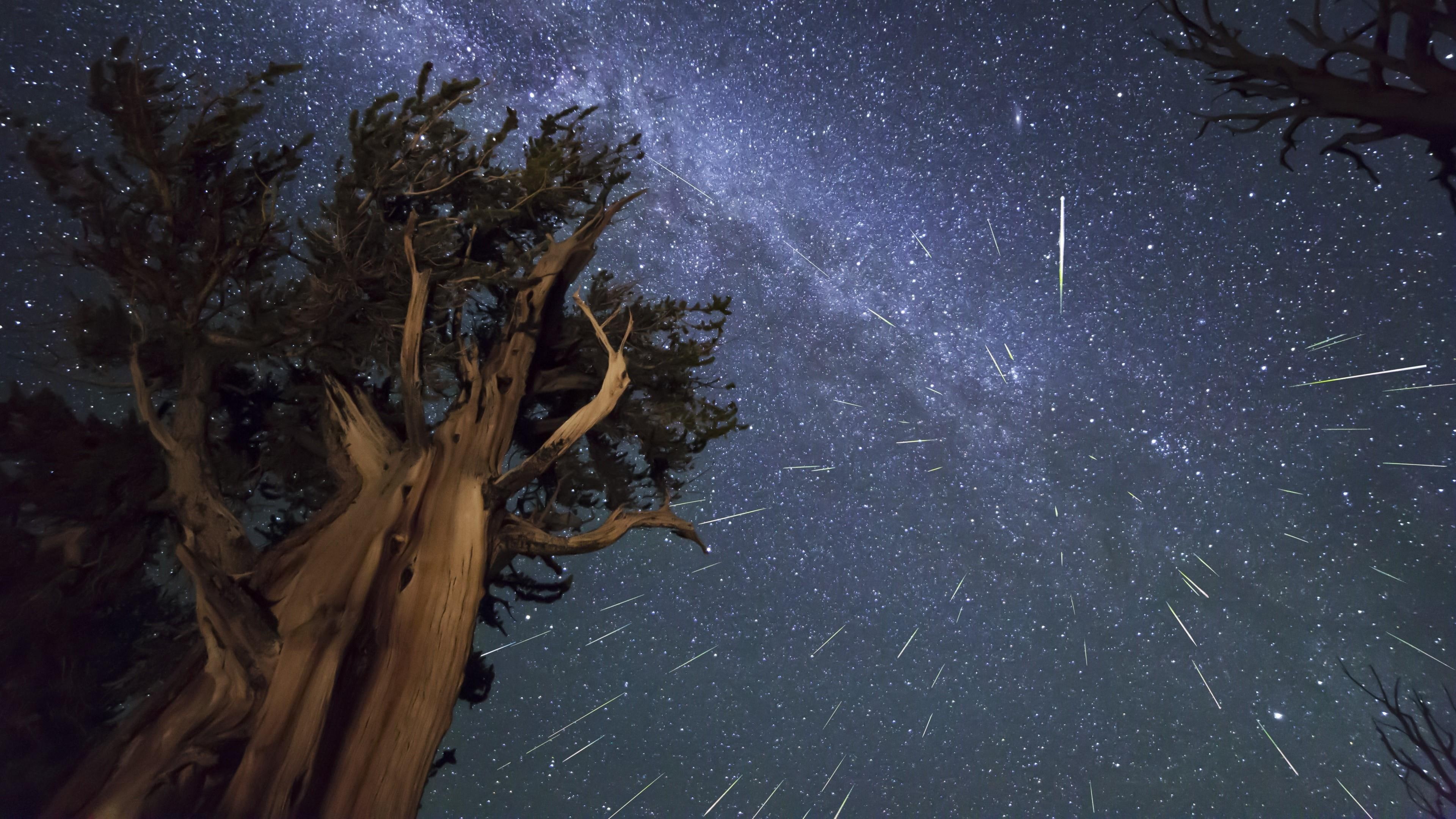milky way, sky, big, night sky, meteors, stars, starry sky, tree, 4K, starry night, HD Wallpaper