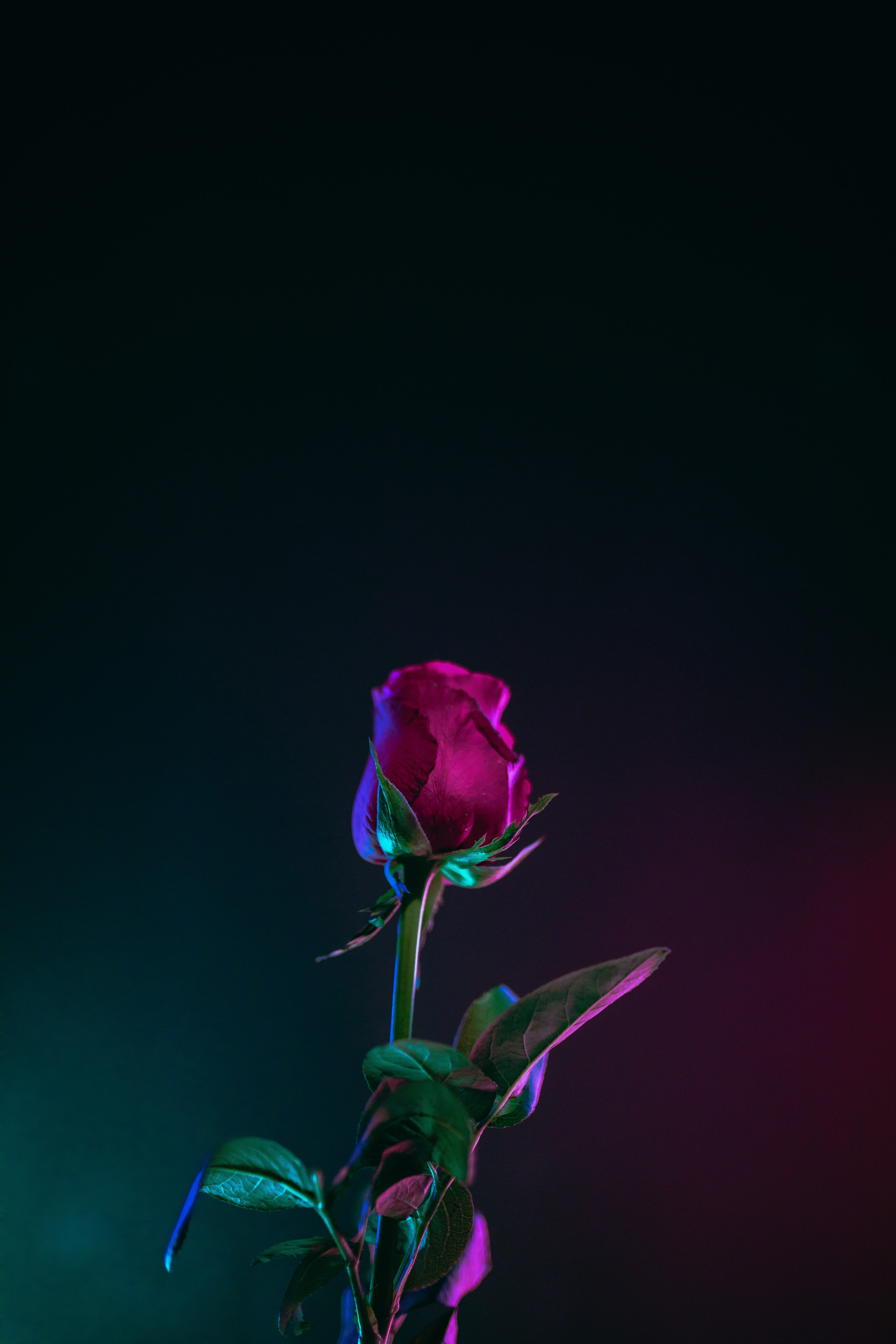 black, plant, inflorescence, bouquet, 5K, plant part, photography, sepal, romantic, photo, nature, black background, dark, petal, studio shot, lock screen background, Phone HD Wallpaper
