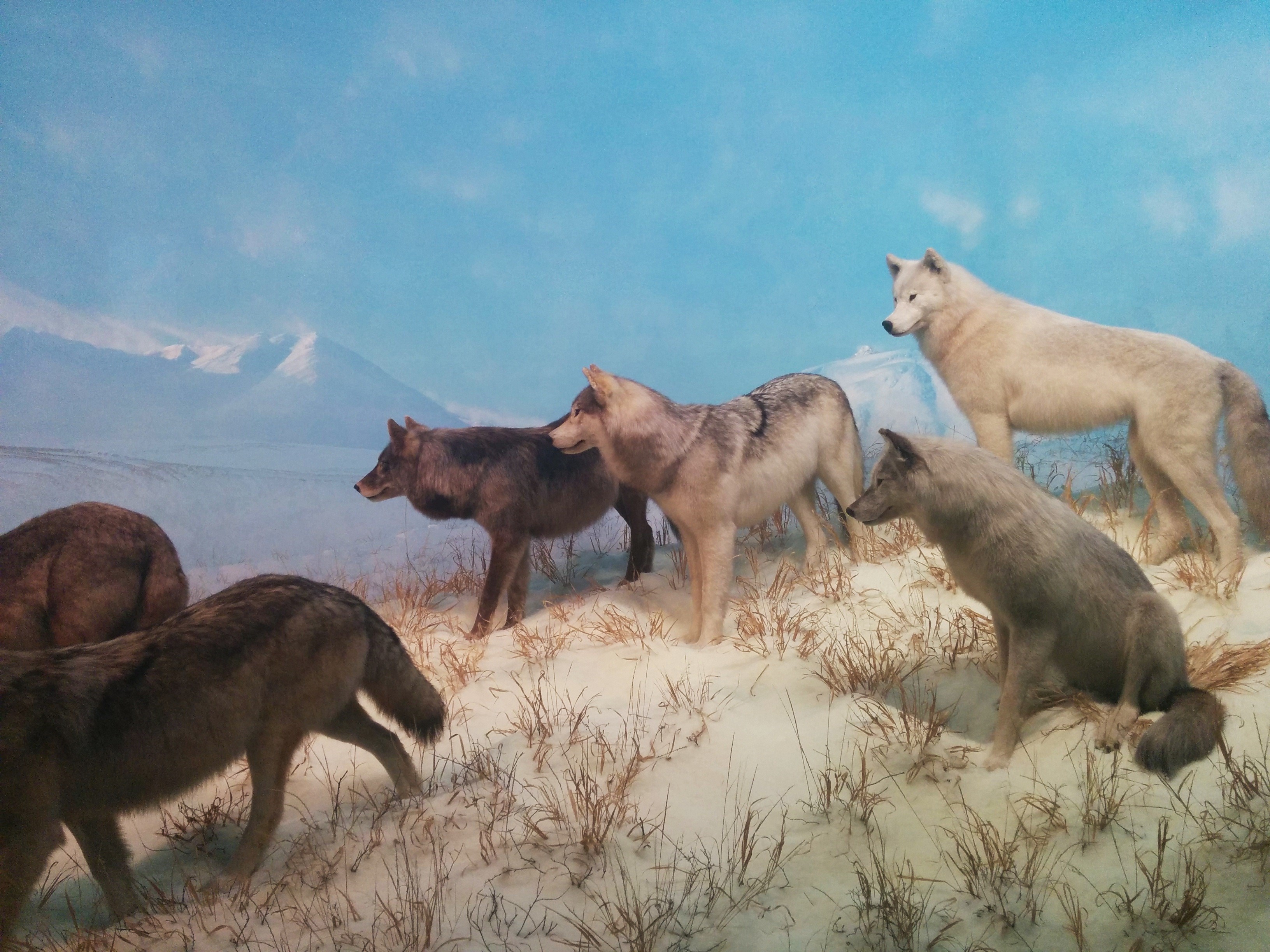 plant, animals in the wild, animal wildlife, hill, near, furry, mammal, timber, herbivorous, canine, domestic, predator, wolf, paintig, group of animals, HD Wallpaper