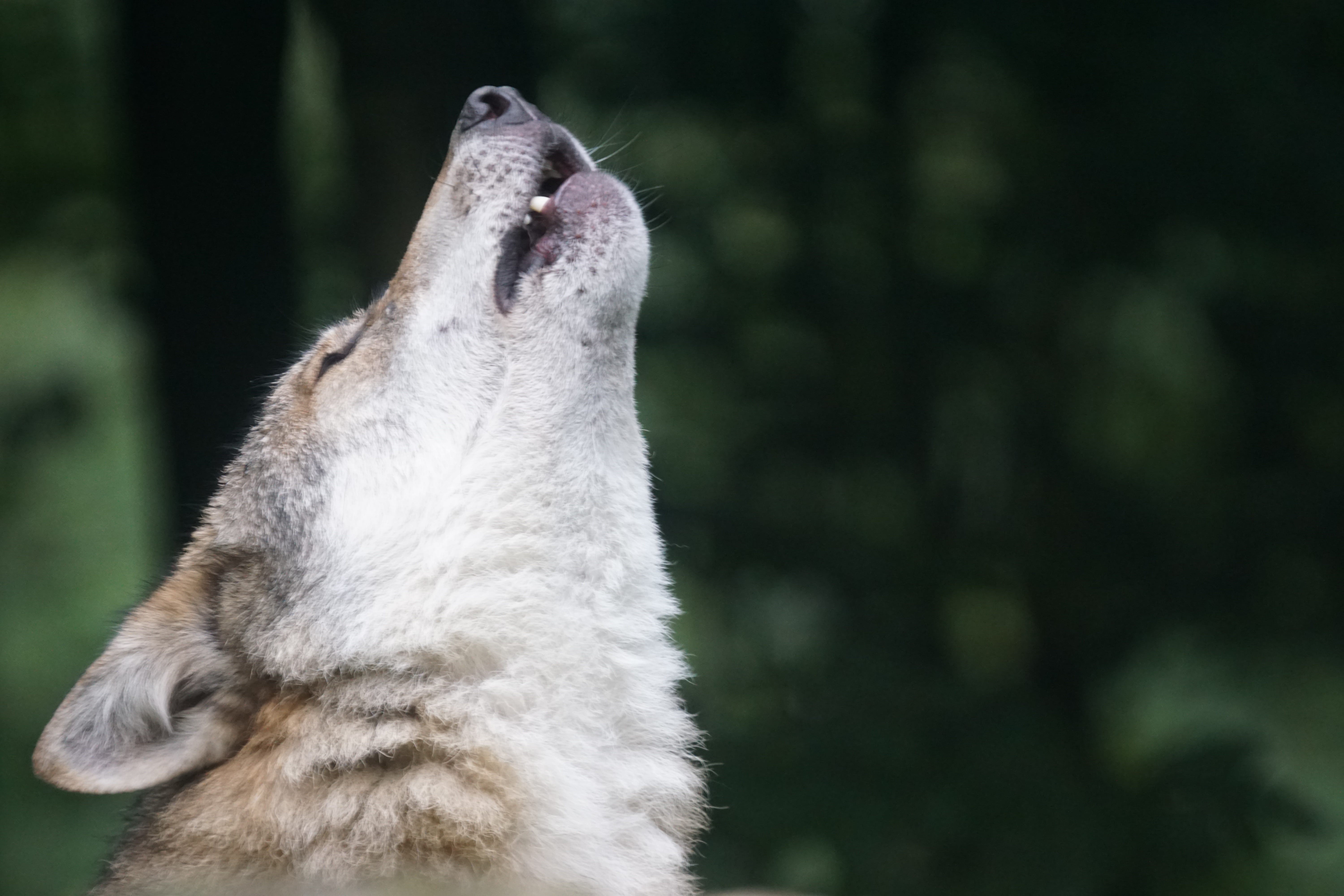 no people, mammal, focus on foreground, nature, survival, cute, profile view, photography, vertebrate, day, white, wildlife, carnivores, pack animal, animals In The Wild, HD Wallpaper