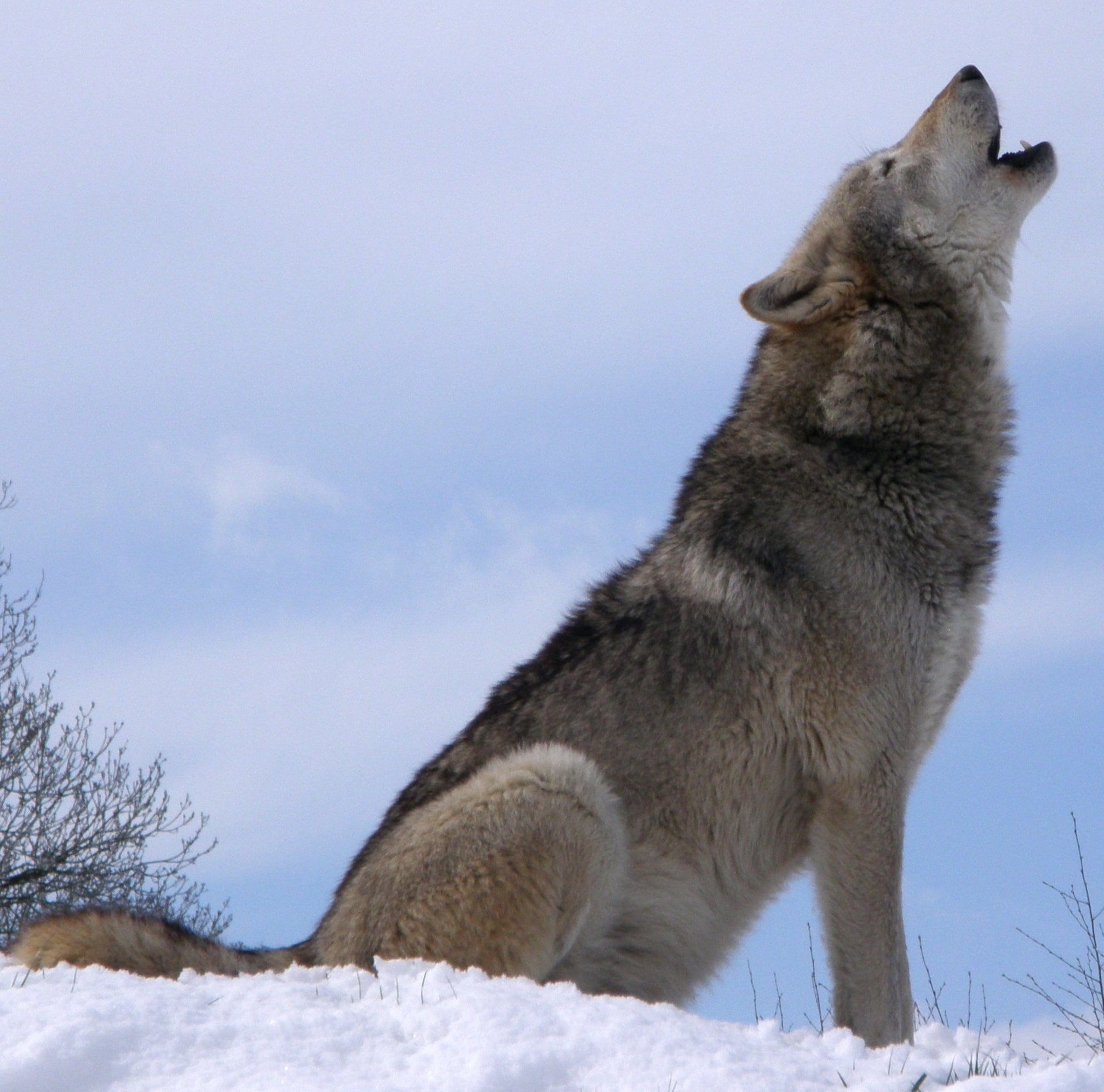 brown, vertebrate, howl, howling, animal wildlife, one animal, no people, survival, animal themes, fur, profile view, canine, wild, grey, animal, cold temperature, HD Wallpaper