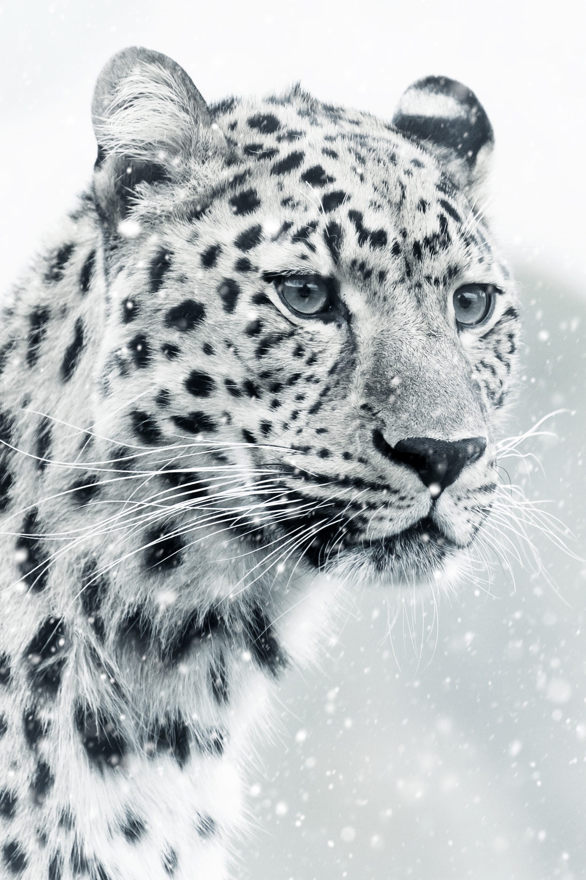 whisker, day, dangerous, image editing, cold, mammal, 2K, cold temperature, animal markings, impression, one animal, animal world, graceful, vertebrate, Phone HD Wallpaper