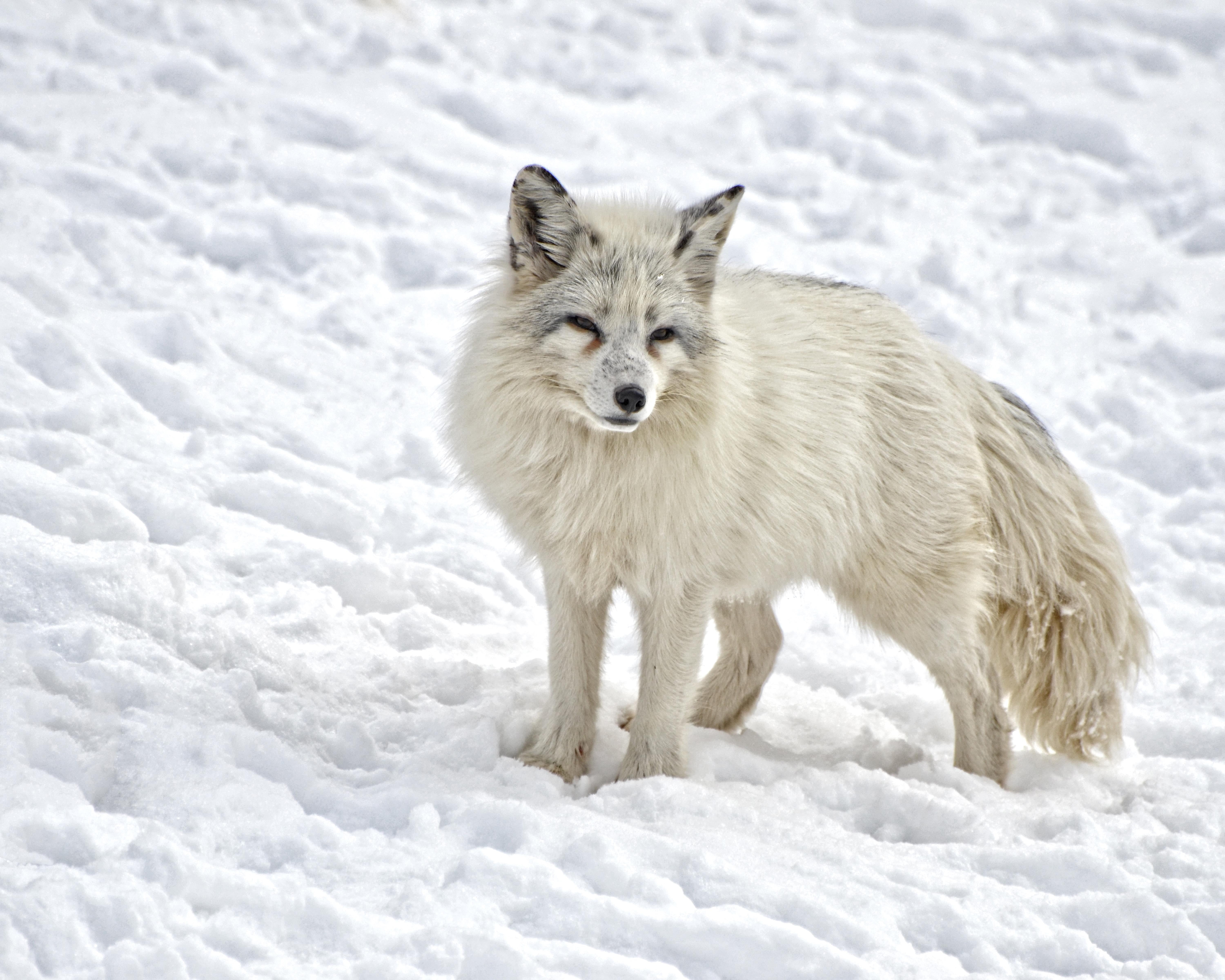 predator, white color, outdoors, north, animal, animal themes, snow, undomesticated, domestic, nature, wildlife, animals in the wild, mammal, fox, one Animal, HD Wallpaper