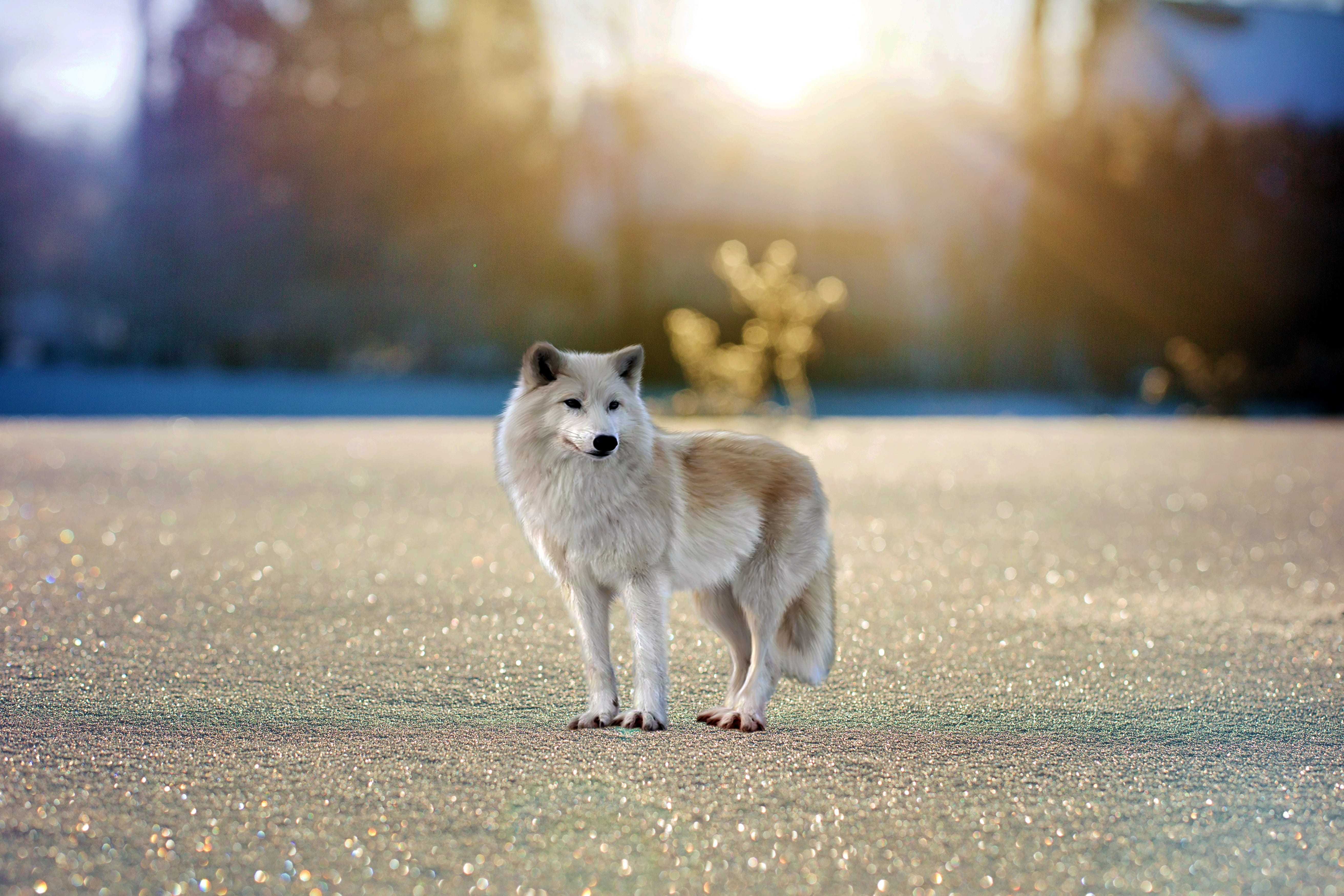 domestic animals, portrait, fable, snow, wolf, fur, grey, standing, lens flare, winter, full length, 5K, predator, mystical, no people, atmosphere, animal, HD Wallpaper