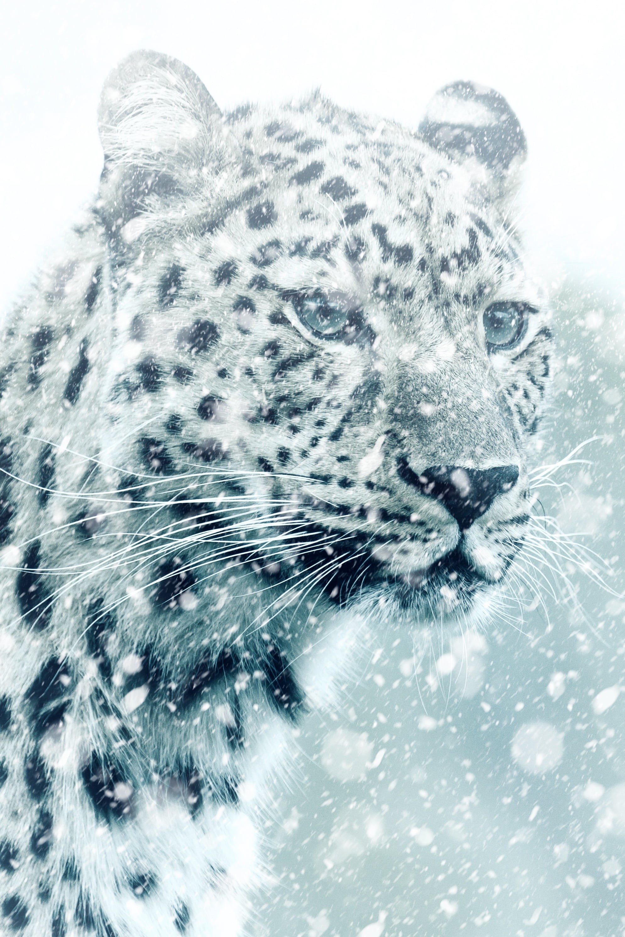 cold, snowflake, animals in the wild, realistic, snowflakes, looking away, action, whisker, one animal, dangerous, vertebrate, leopard, snowing, wildlife, Phone HD Wallpaper