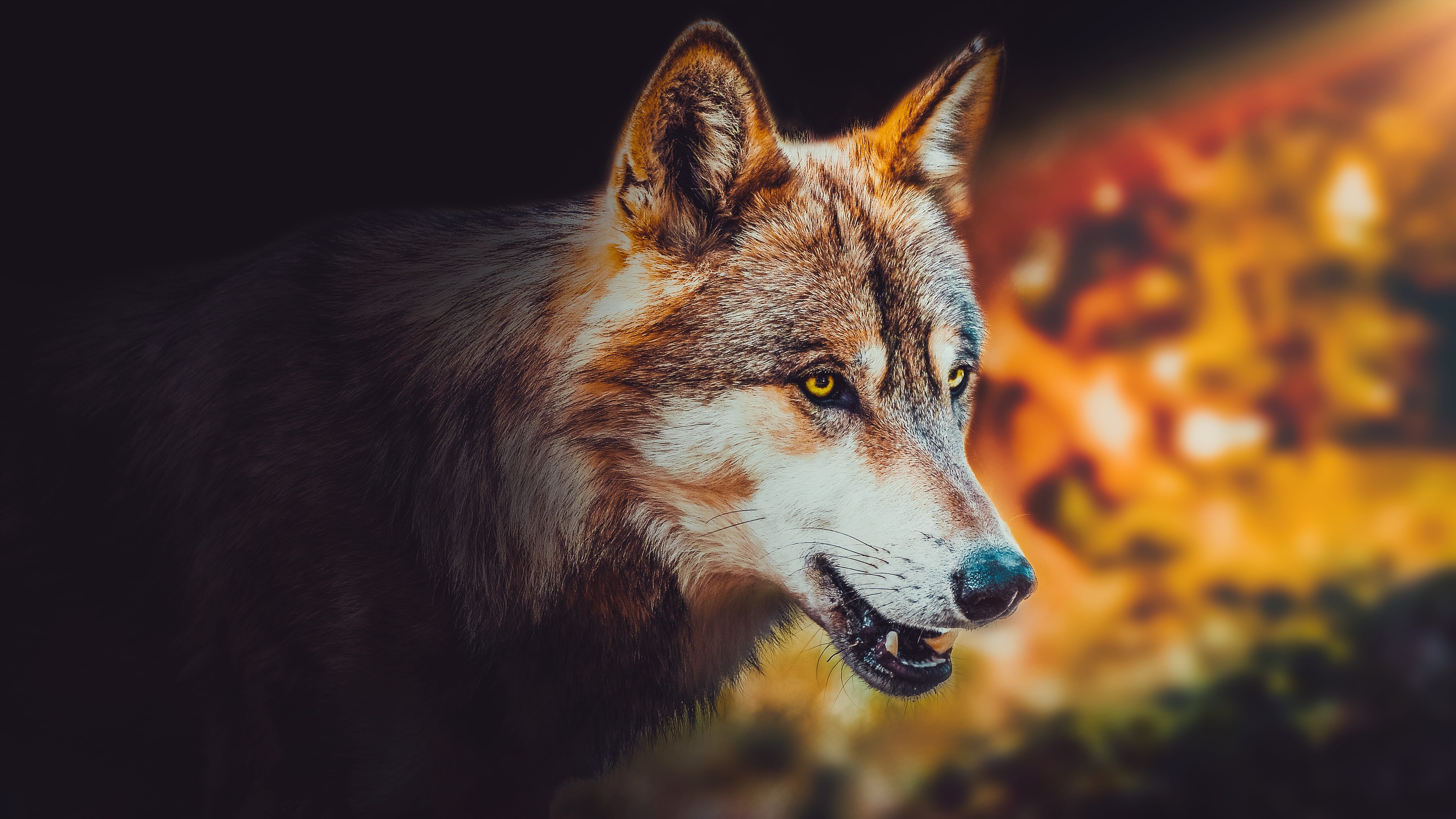 animal body part, looking away, vertebrate, domestic animals, gray, predator, 5K, no people, portrait, close-up, animals in the wild, grey, pets, fur, HD Wallpaper