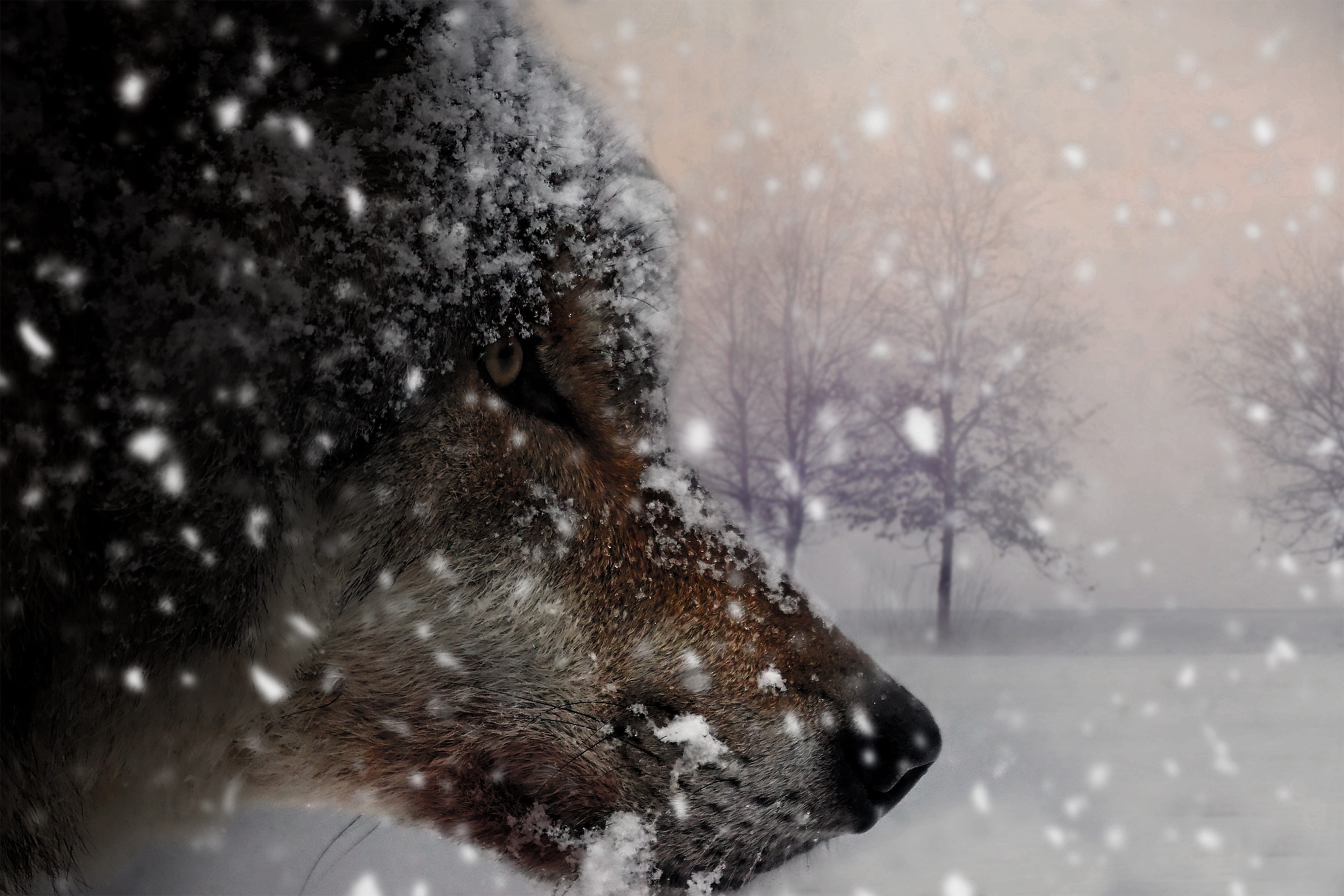 5K, snowing, dog, mystical, wild, wolf, animals in the wild, storm, forest, plant, one animal, wolves, animal wildlife, atmosphere, grey, profile view, HD Wallpaper