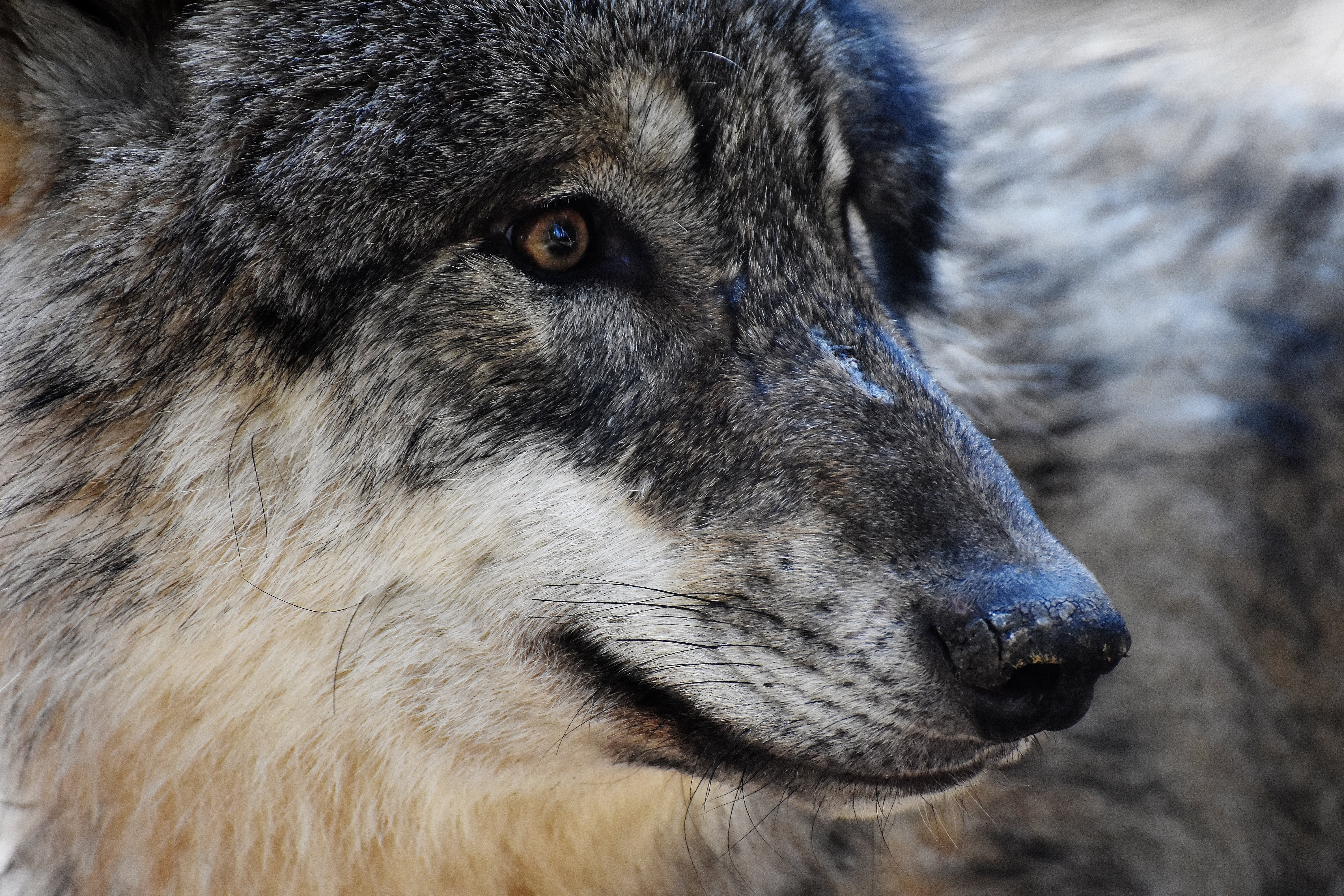 nature, canis lupus, close-up, one animal, photo, animals in the wild, animal head, pack animal, forest dwellers, outdoors, carnivores, animal portrait, HD Wallpaper