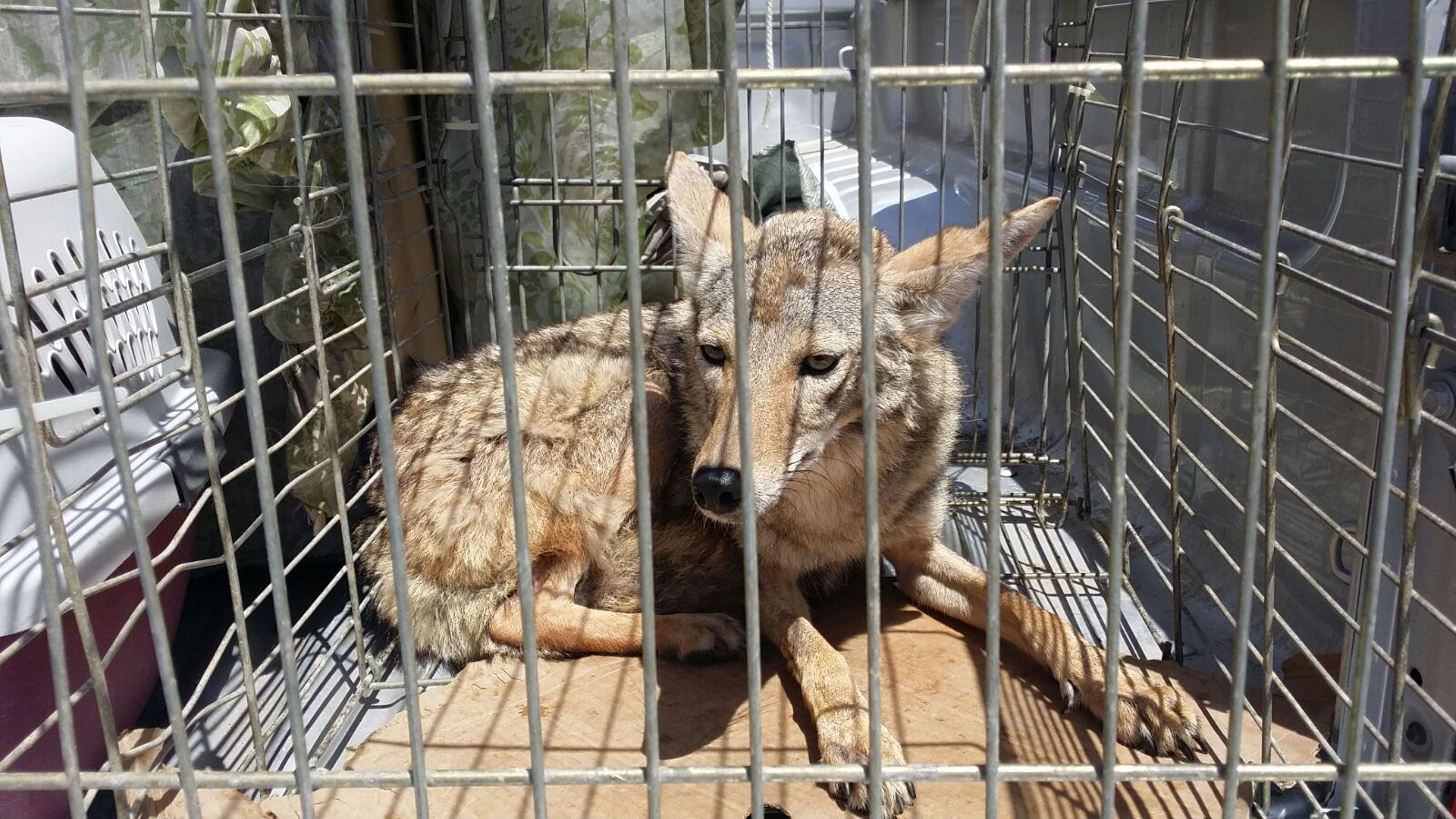 canis, trapped, fence, way, wildlife, domestic animals, boundary, no people, water, trace, dark, forest, canine, pond, 4K, natural, predator, tijuana, HD Wallpaper
