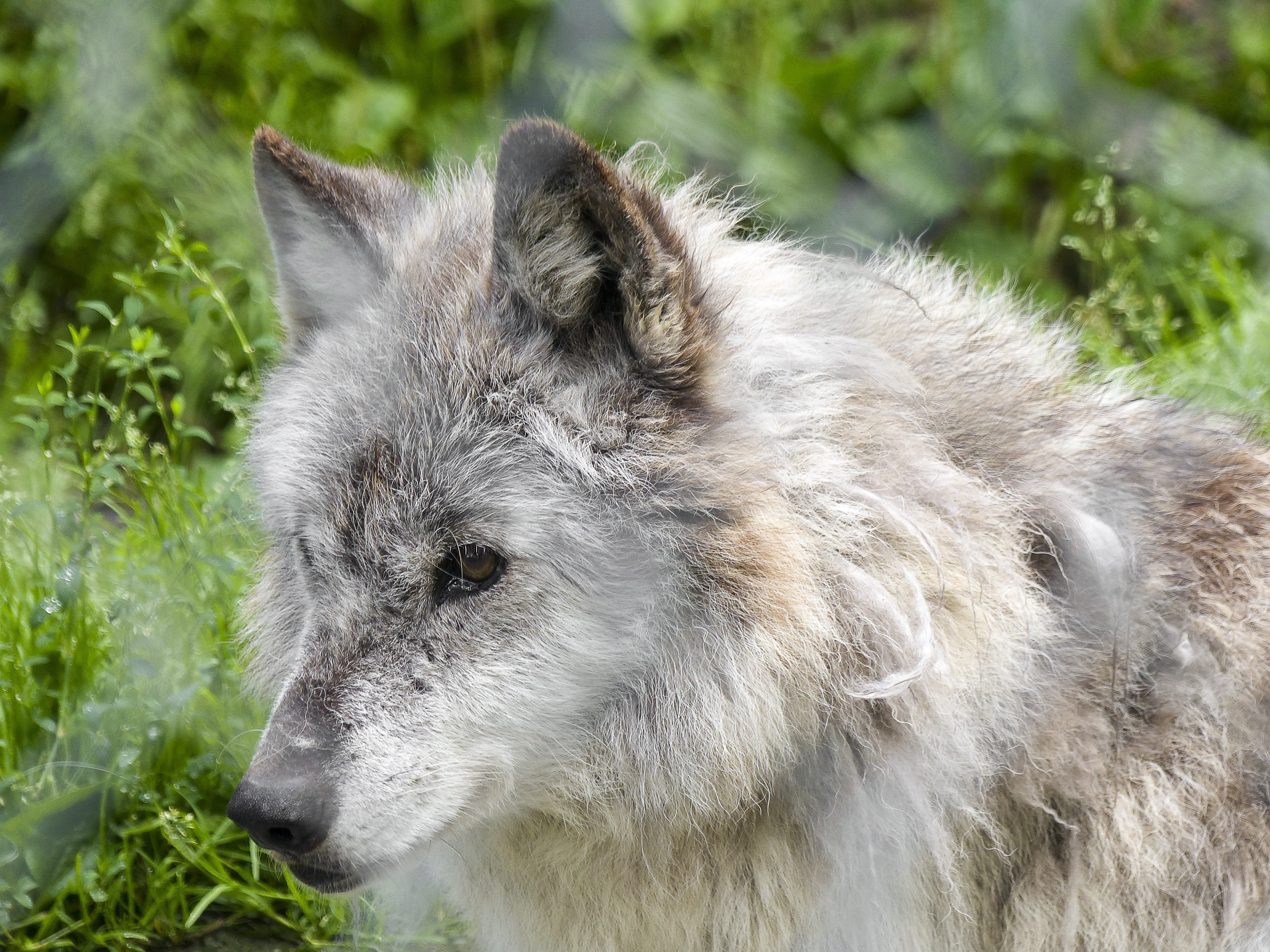 focus on foreground, mammal, wildlife, fur, nature, canine, animal head, domestic, fierce, animals in the wild, looking, dangerous, wild, pets, timber, HD Wallpaper