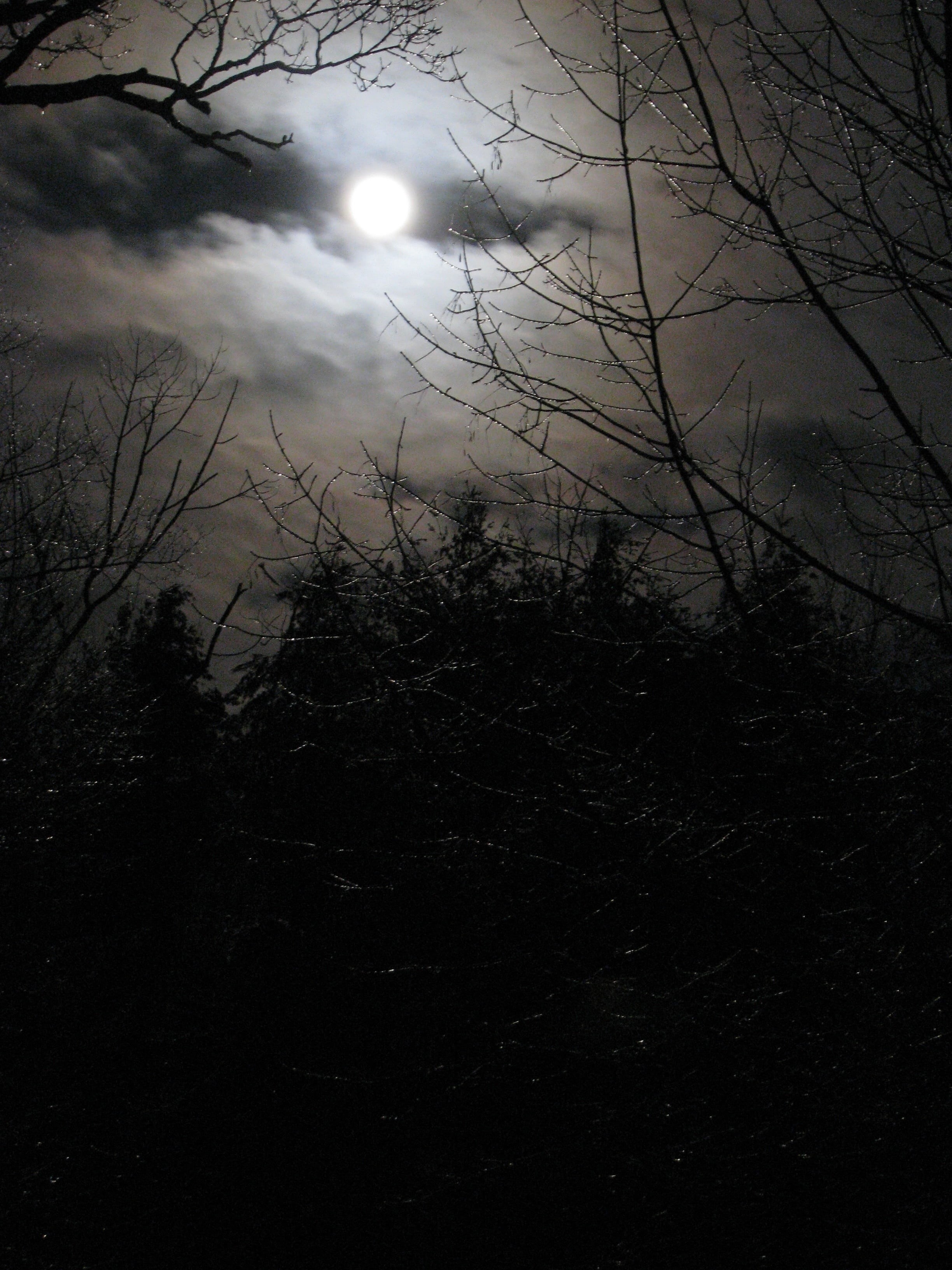 winter, lunar, tranquility, mystery, scenics - nature, outdoors, full, tree, 2K, nature, moon, beauty in nature, dark, branch, spooky, low angle view, Phone HD Wallpaper