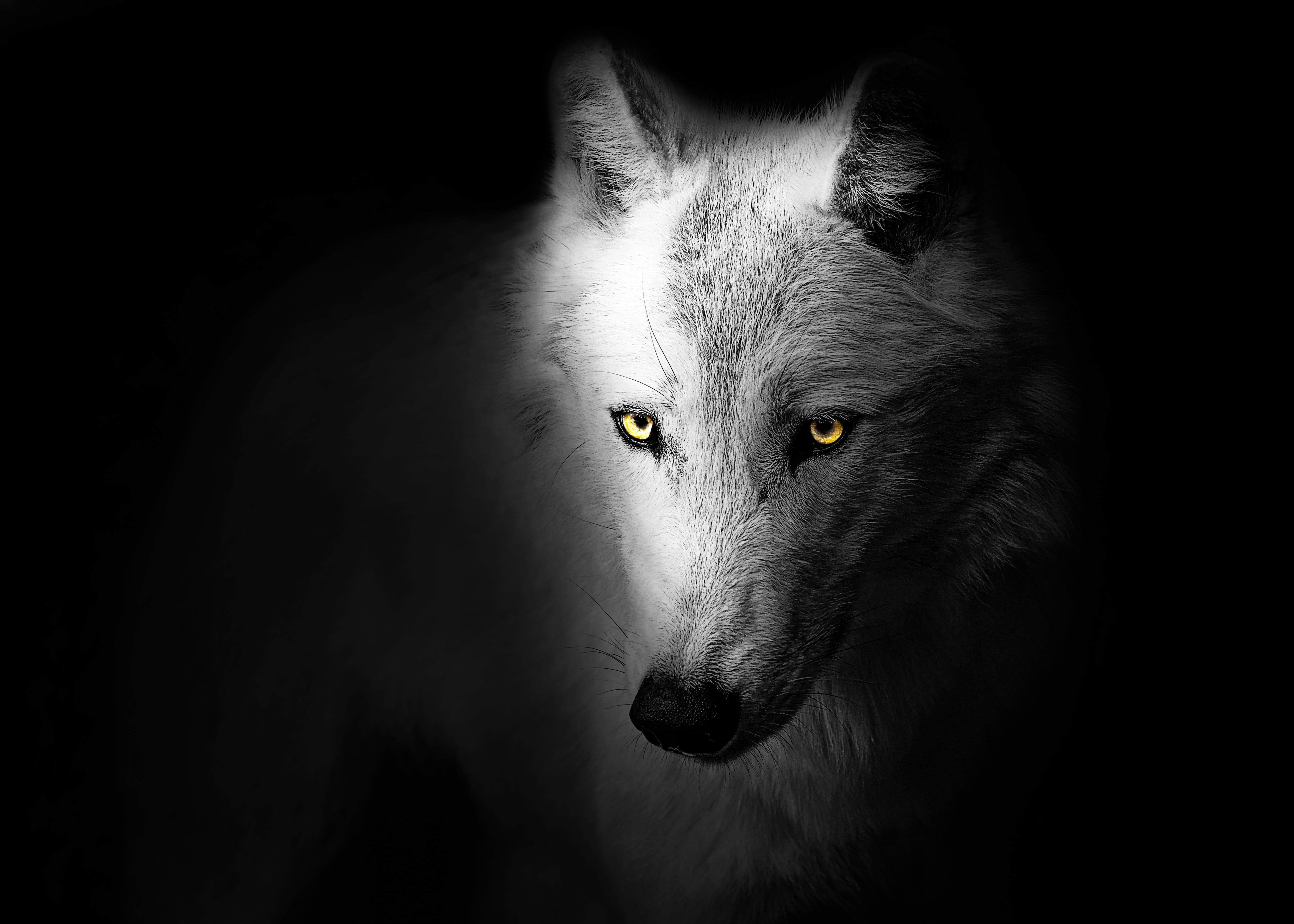 domestic, indoors, modern, mammal, studio shot, no people, animal eye, domestic animals, wild, dark, white, animal body part, nature, predator, vertebrate, HD Wallpaper
