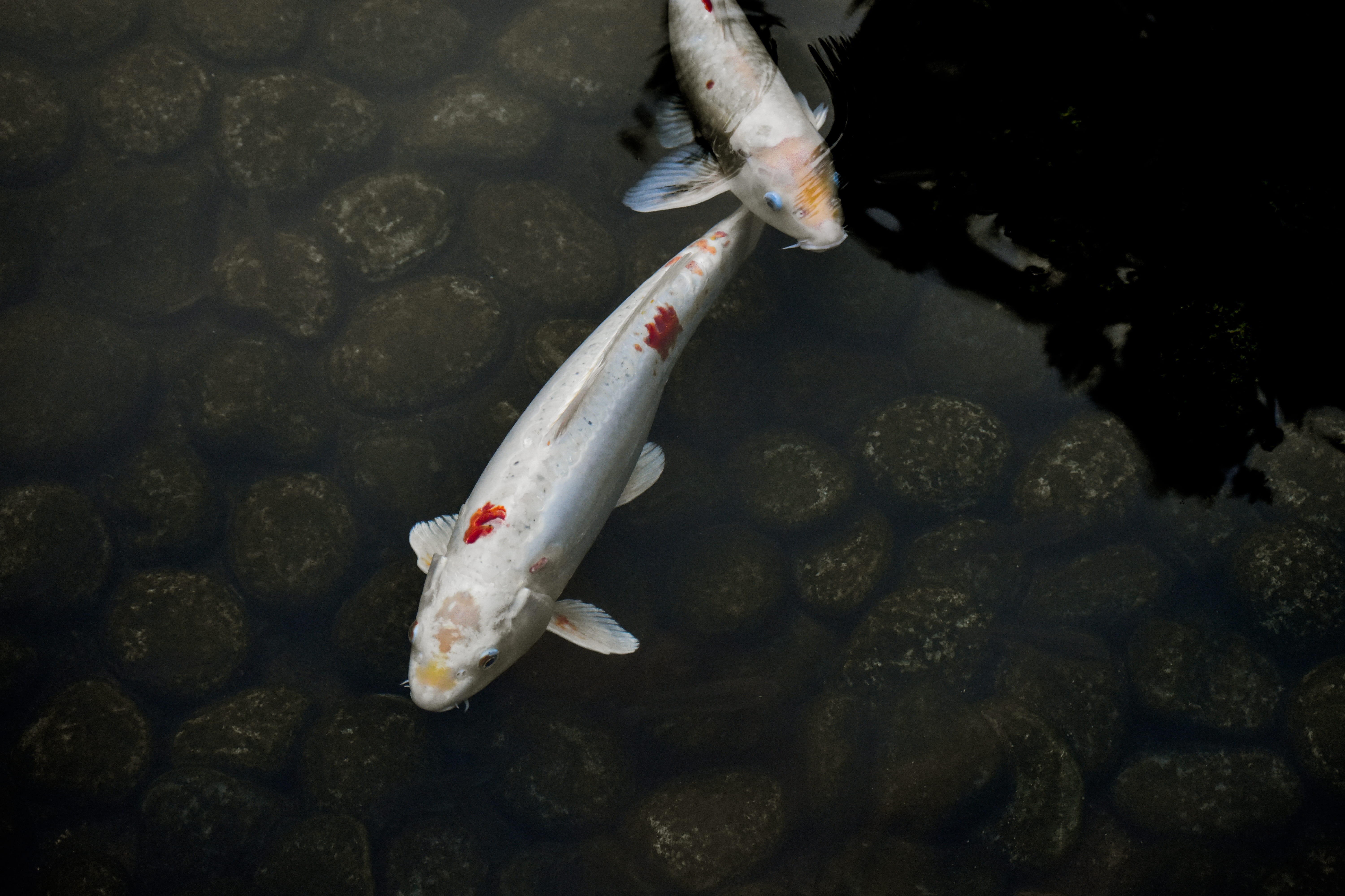 animal, 5K, sea, water, koi fish, pond, vertebrate, swimming, animal themes, animal wildlife, fish, group of animals, marine, body, koi, sea life, nature, HD Wallpaper