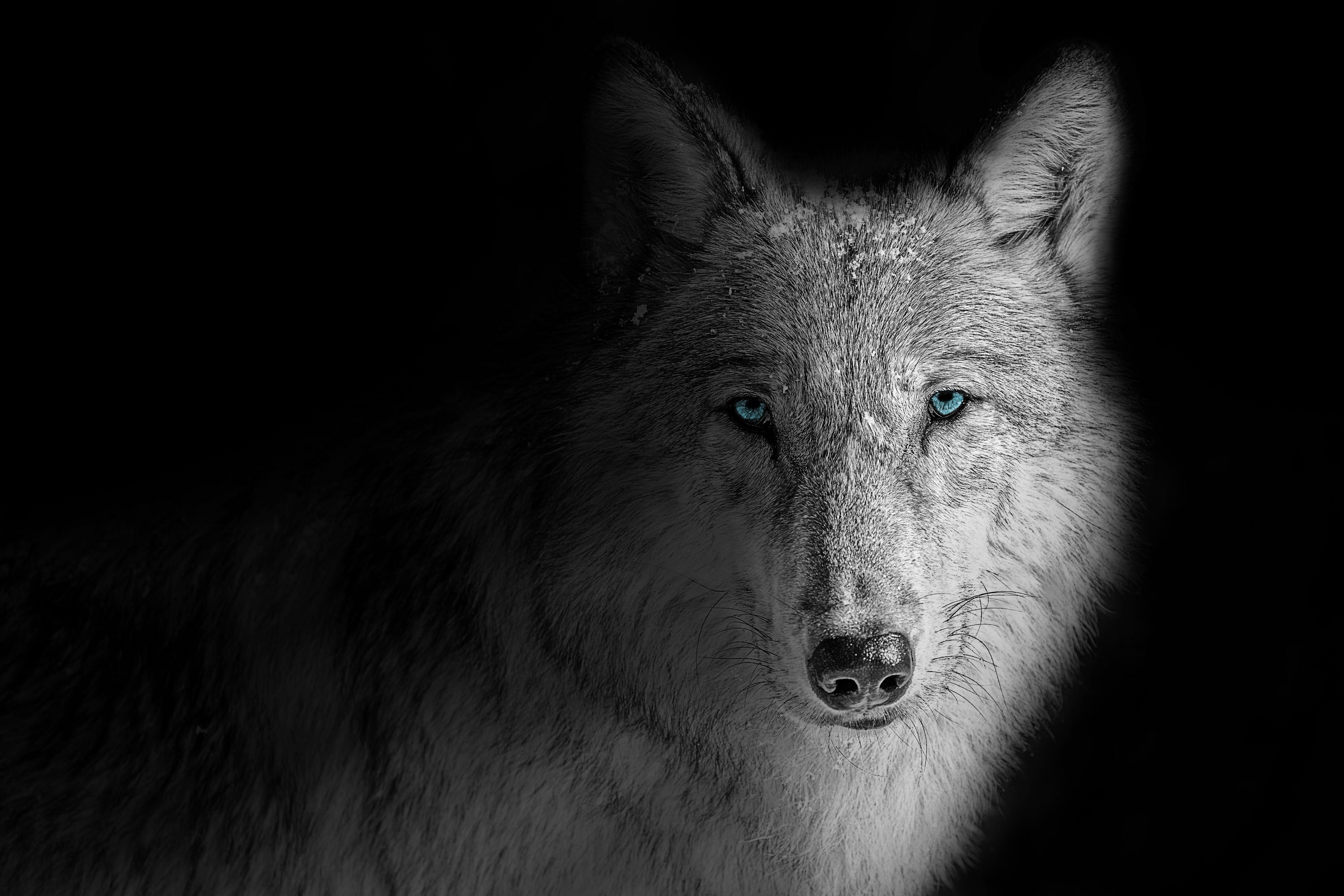  head, picture, beast, face, looking, natural, howl, negro, wildlife, animal eye, black, no people, black background, wolf, domestic animals, HD Wallpaper