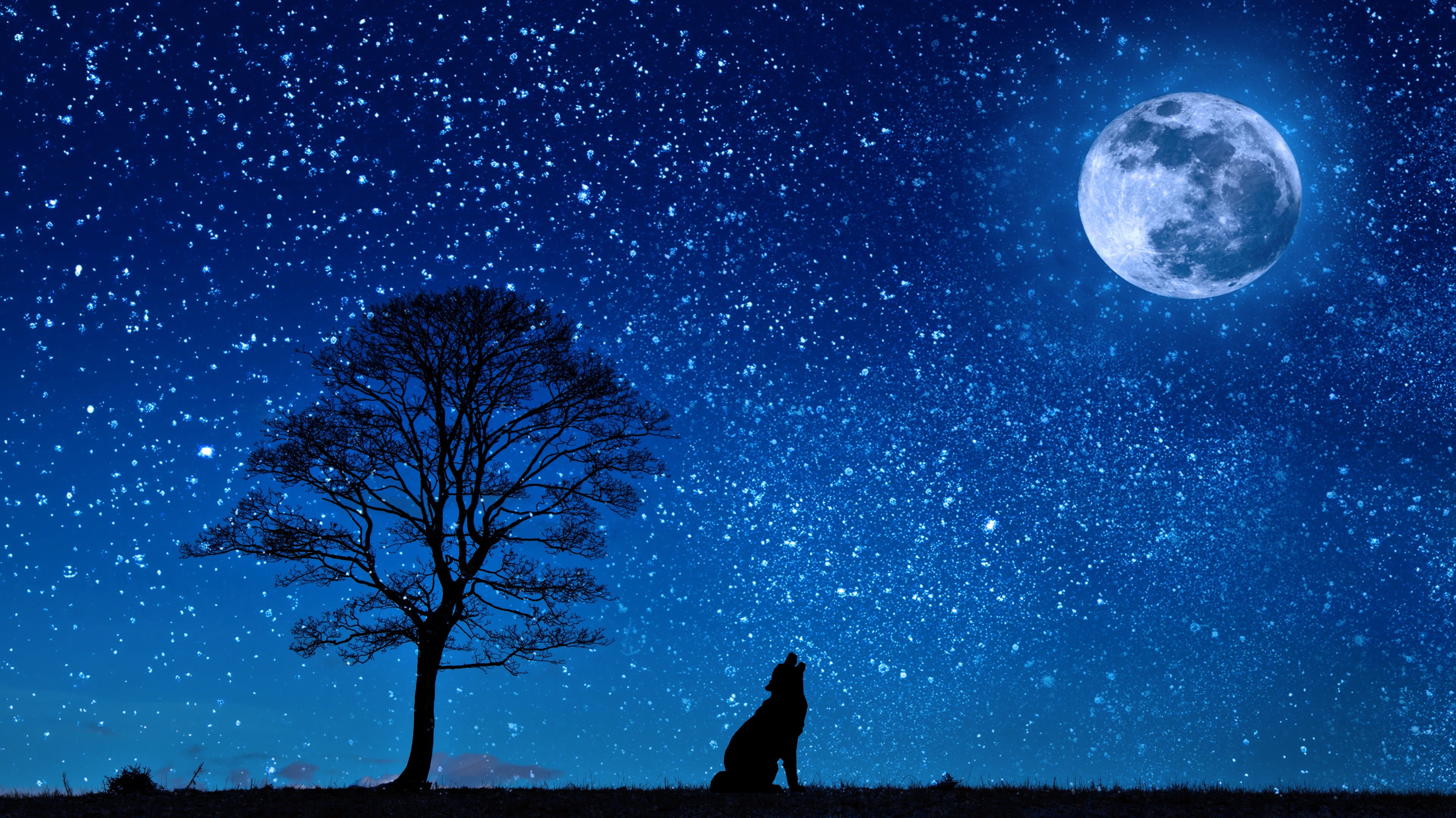beauty in nature, bare tree, sky, stars, tree, galaxy, 4K, full moon, star - space, wolf, painting, plant, nature, astronomy, star field, space, people, HD Wallpaper