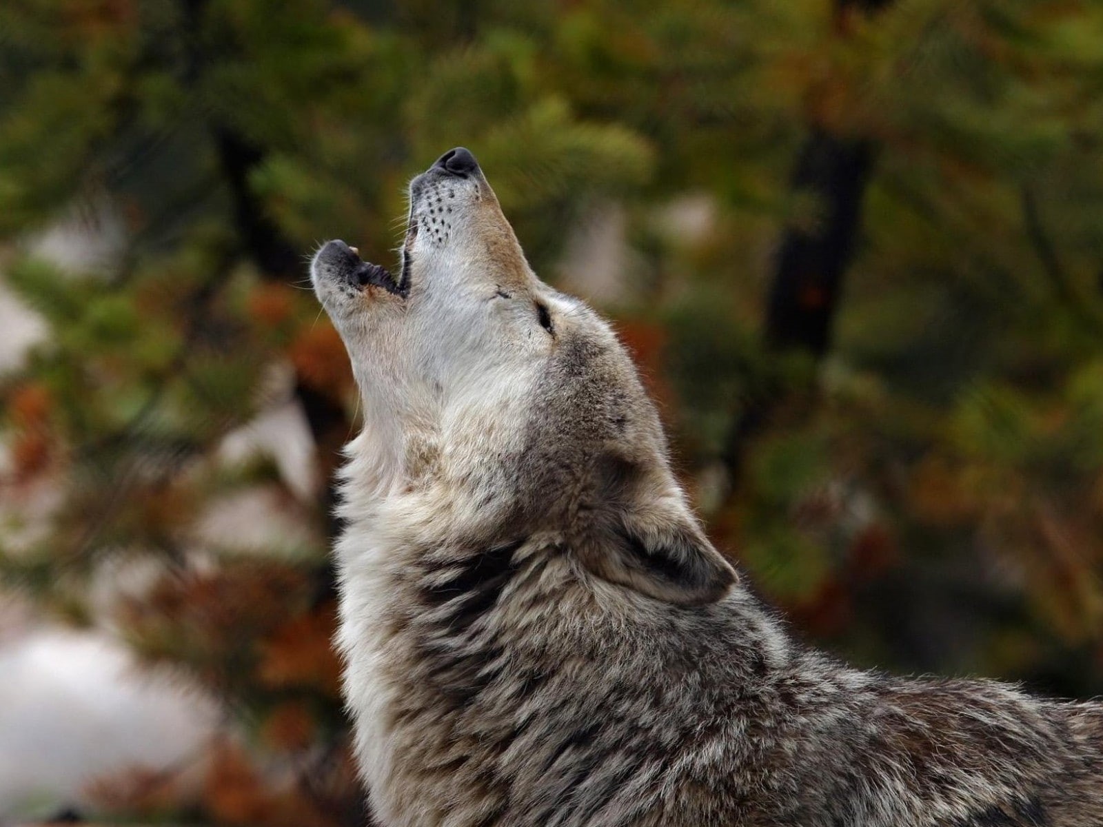 720P, animals, howl, wolf, HD Wallpaper