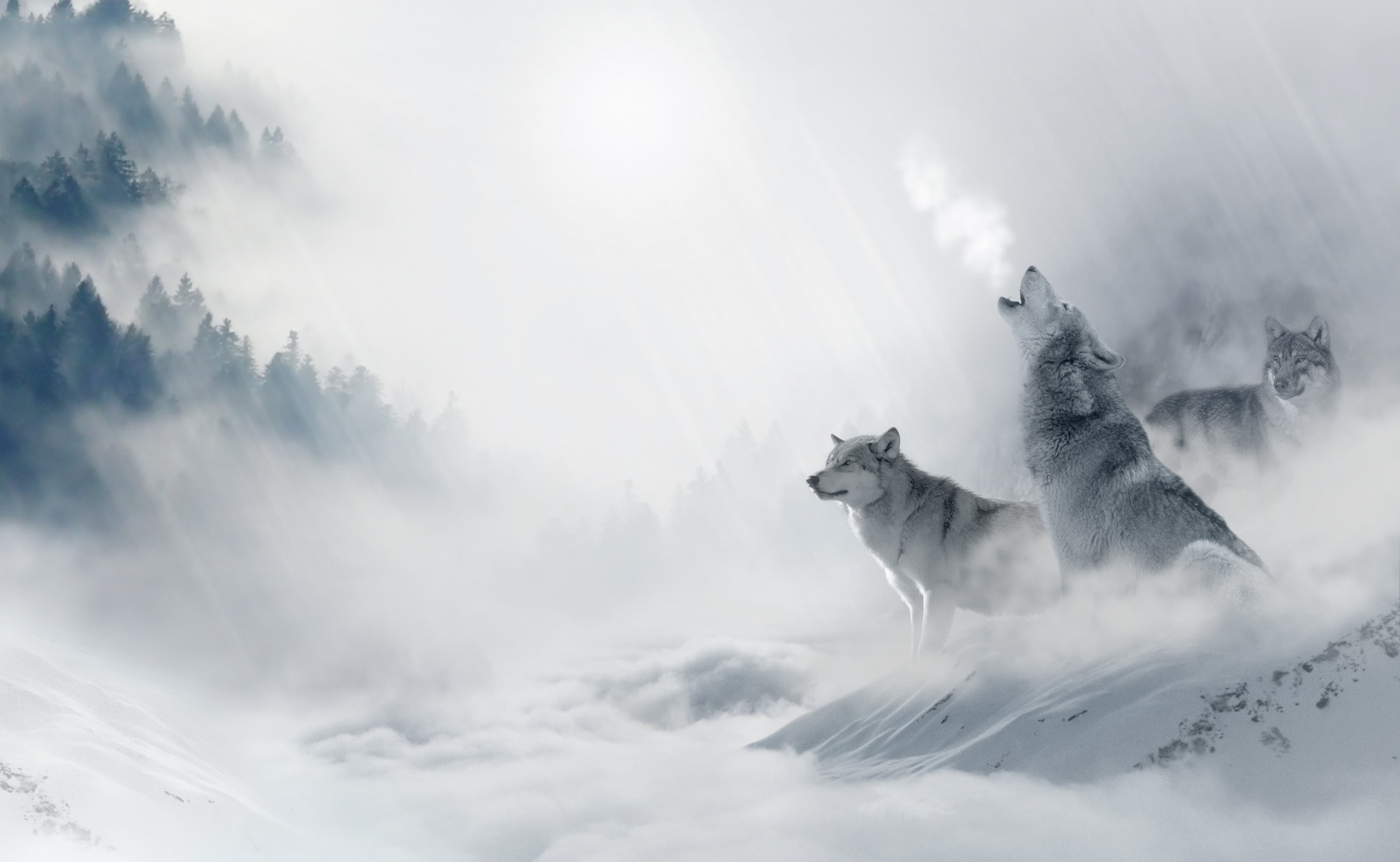 Wolves, Snow, Mist, outdoors, three, Winter, beauty in nature, animal, wildlife, no people, Design, cloud - sky, Mystical, nature, low angle view, sky, HD Wallpaper