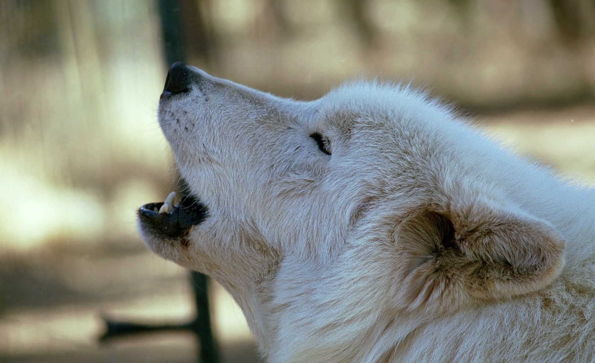 close-up, animal themes, white wolf, domestic, bear, looking, one animal, short, dave, polar bear, outdoors, profile view, animal wildlife, no people, Animal, HD Wallpaper