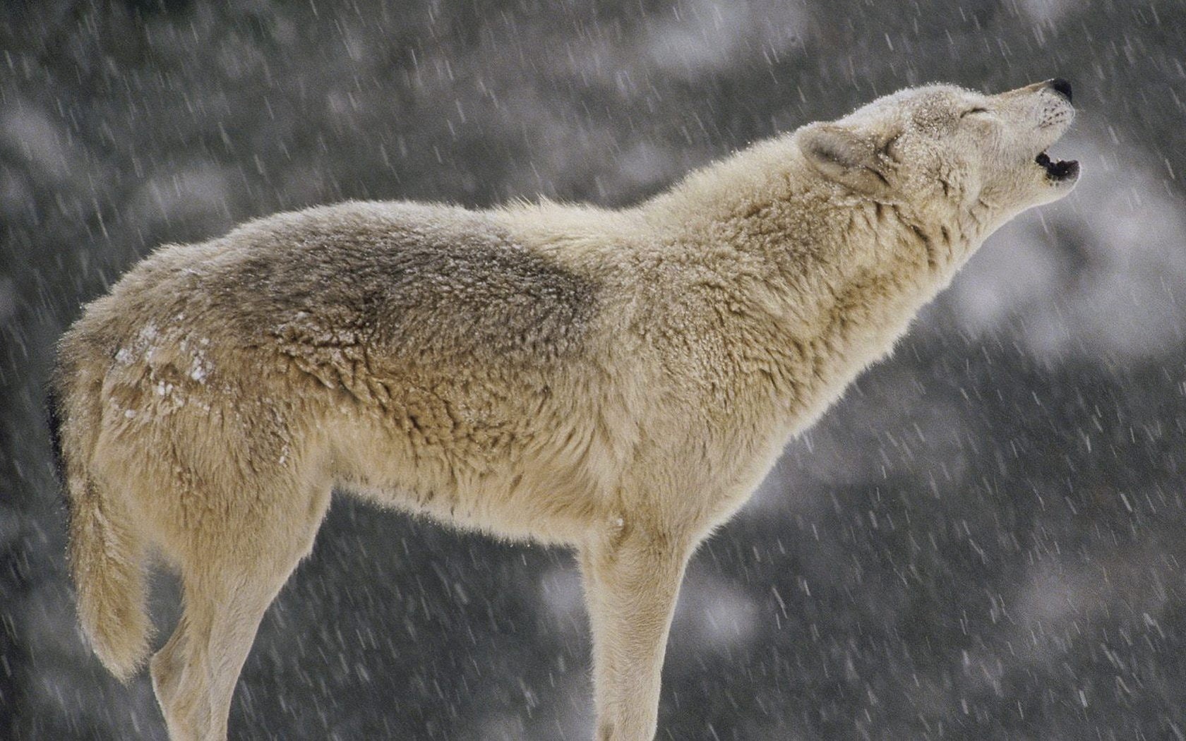 timber, howling, wolf, 720P, animals, HD Wallpaper