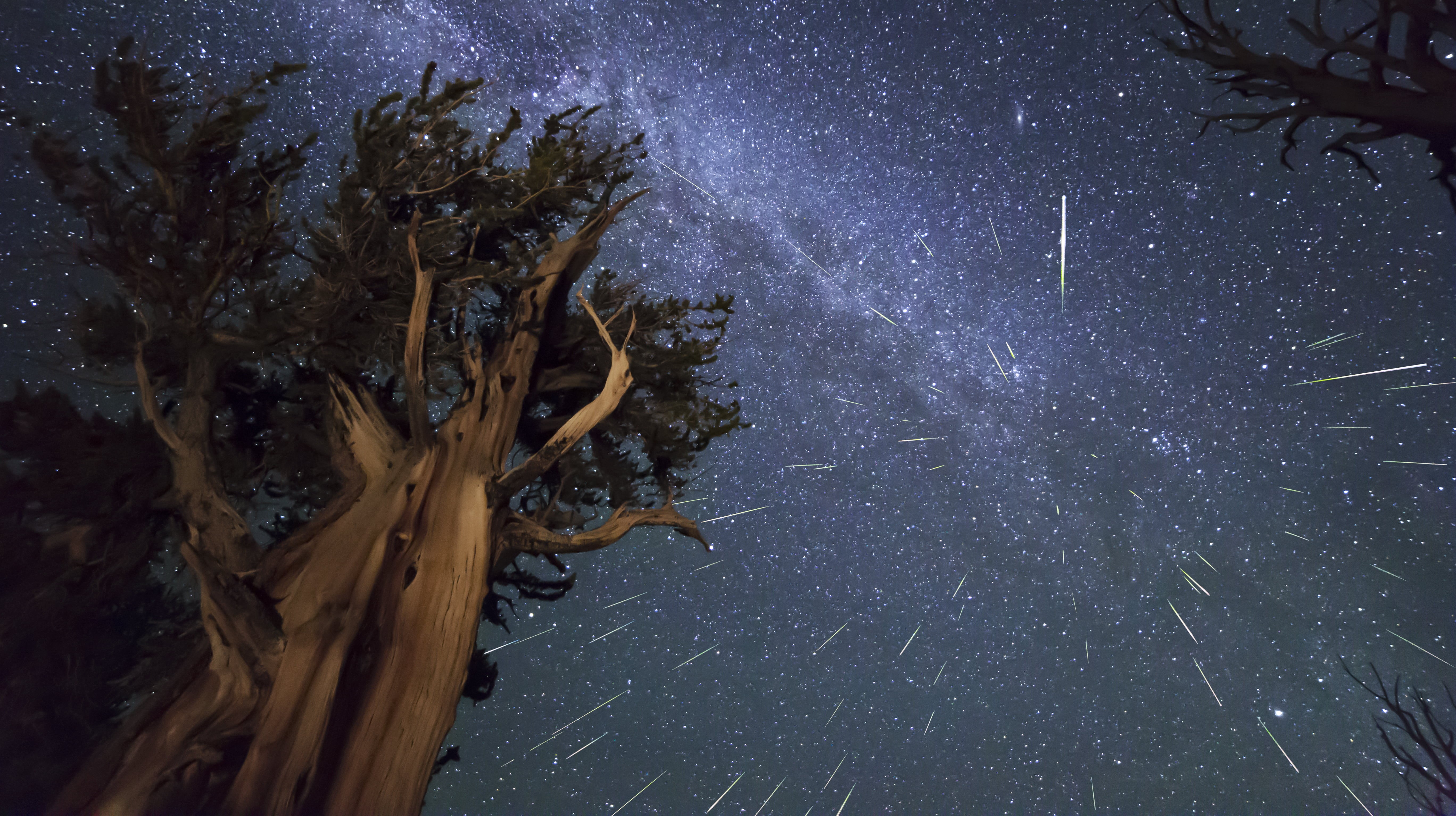 nature, meteor shower, space, growth, dark, tree trunk, blue, tranquility, no People, plant, backgrounds, perseids, astronomy, outdoors, long, nebula, light - Natural Phenomenon, HD Wallpaper