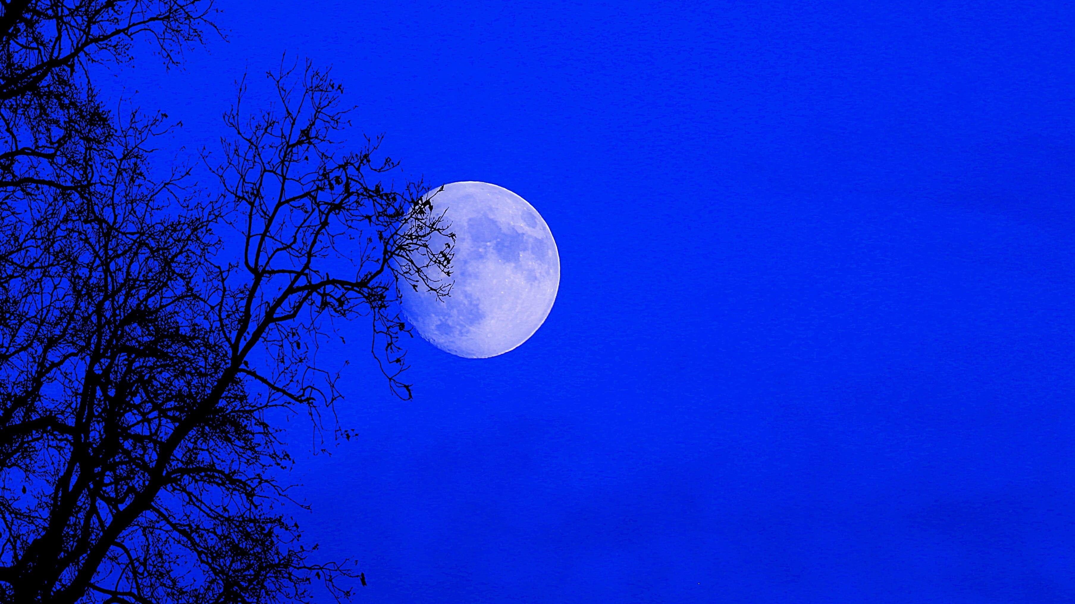 idyllic, Supermoon, astronomy, low angle view, astrology, 2K, clear sky, blue, Night, Full Moon, full, magnificent, tree, outdoors, moon, Sky, sky, plant, HD Wallpaper