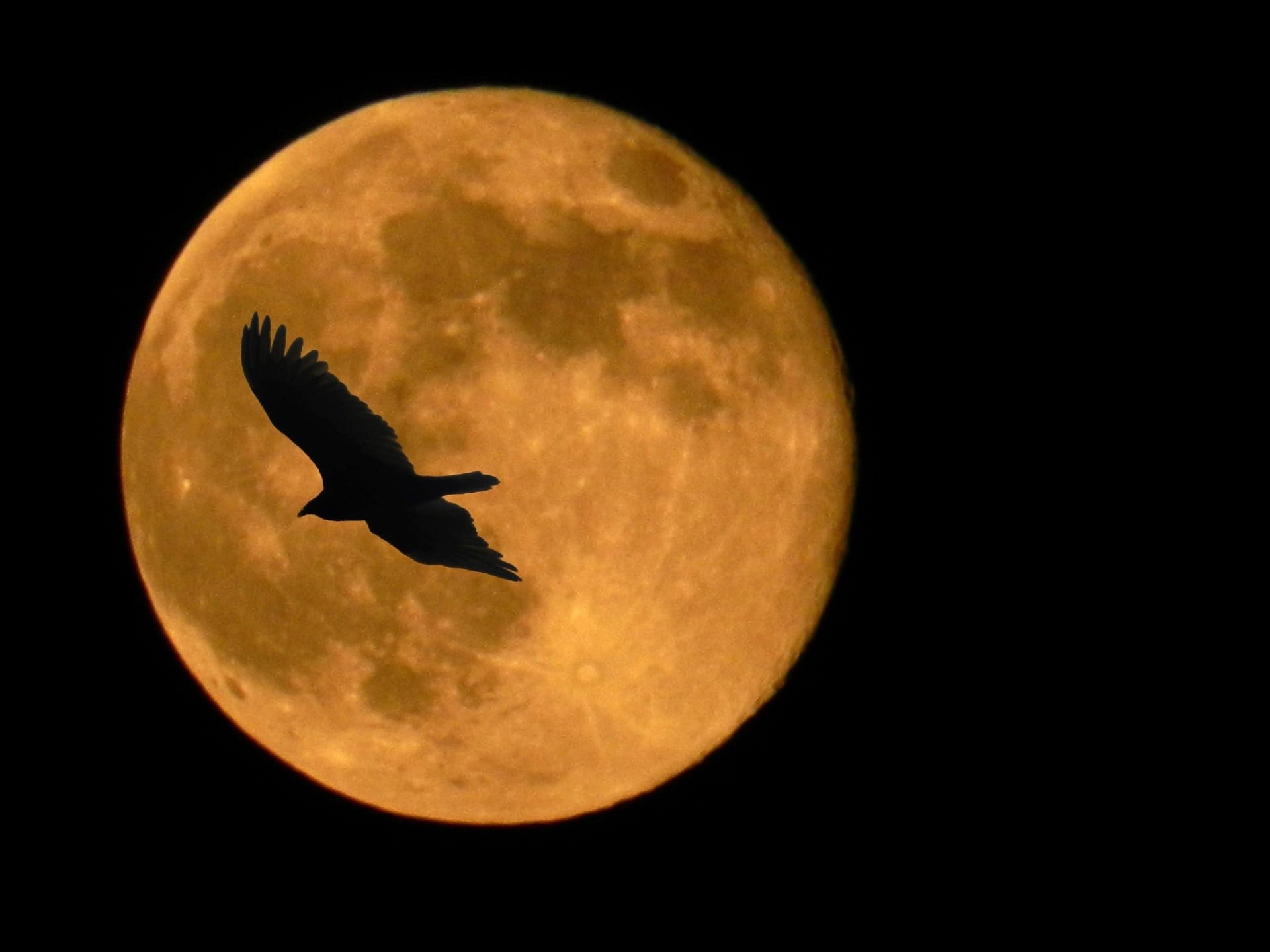 full moon, close, moonlight, no people, vertebrate, celestial, animals in the wild, orb, night, space, hawk, flying, silhouette, sky, animal, bird, nature, HD Wallpaper