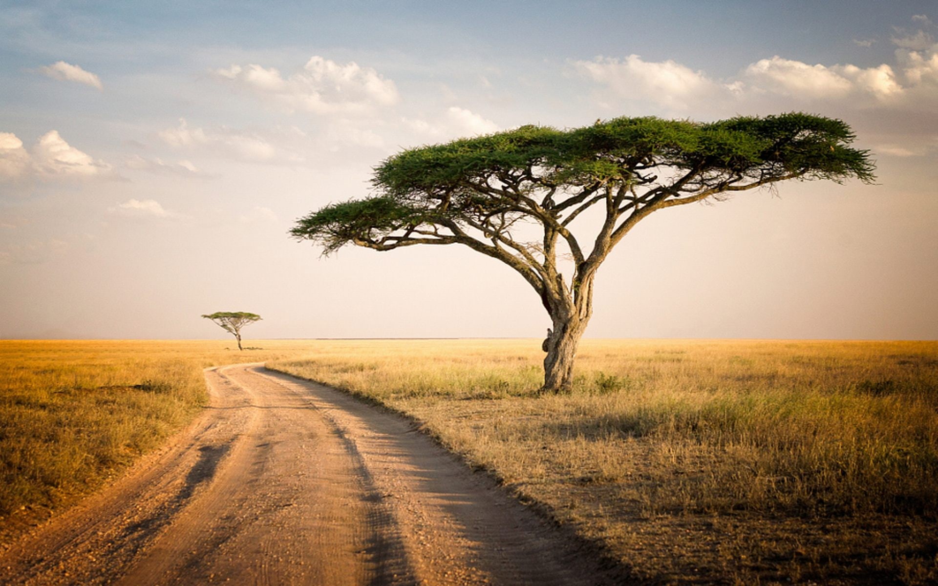 desktop, 1080P, dry, tanzania, two, lonely, hd, park, savannah, grass, serengeti, trees, HD Wallpaper