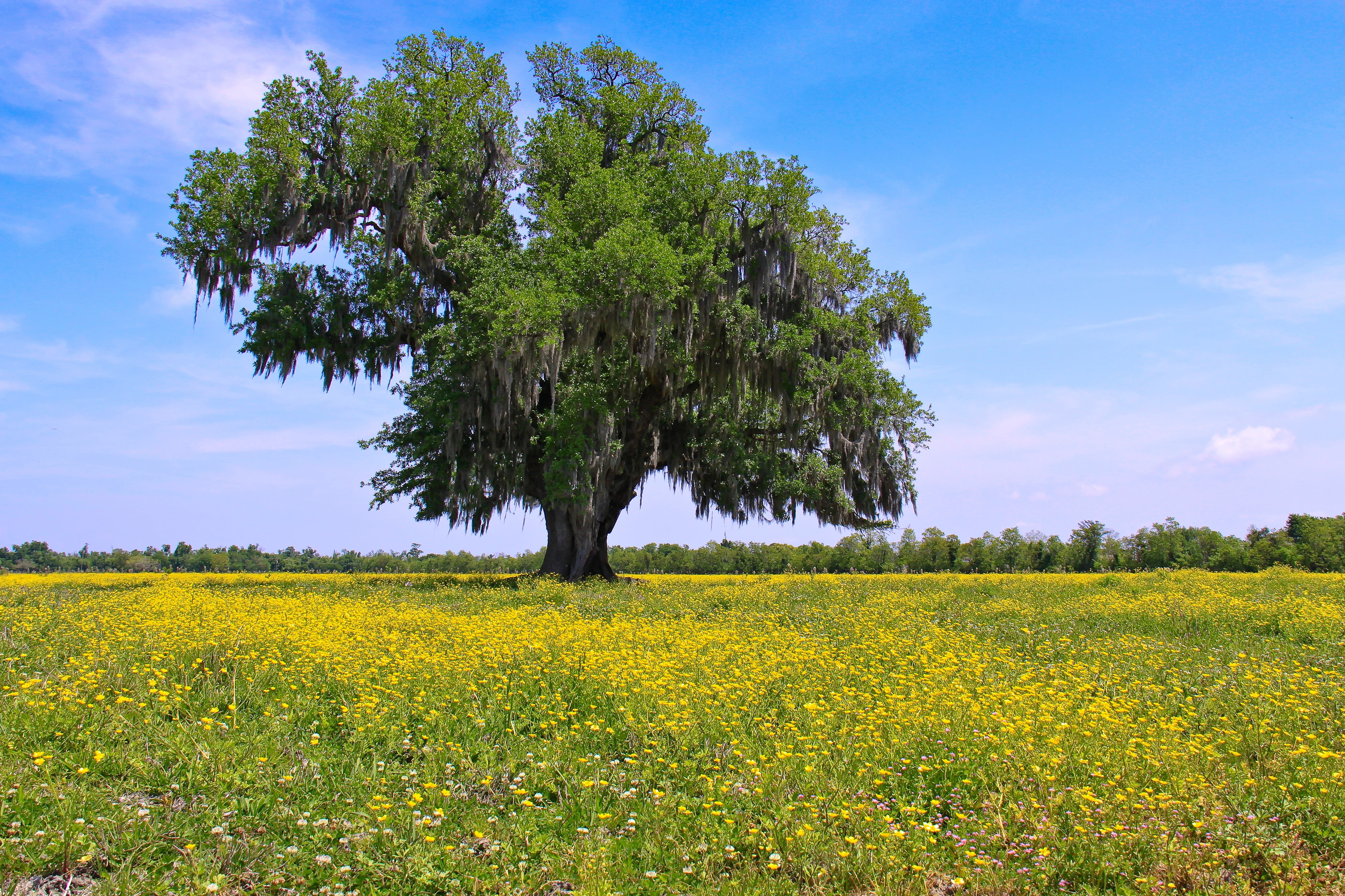 nature, yellow, oak tree, sky, landscape, Lone Oak, tree, flower, field, 4K, summer, oak, green, Louisiana, lone, outdoors, daytime, oilseed Rape, blue, HD Wallpaper