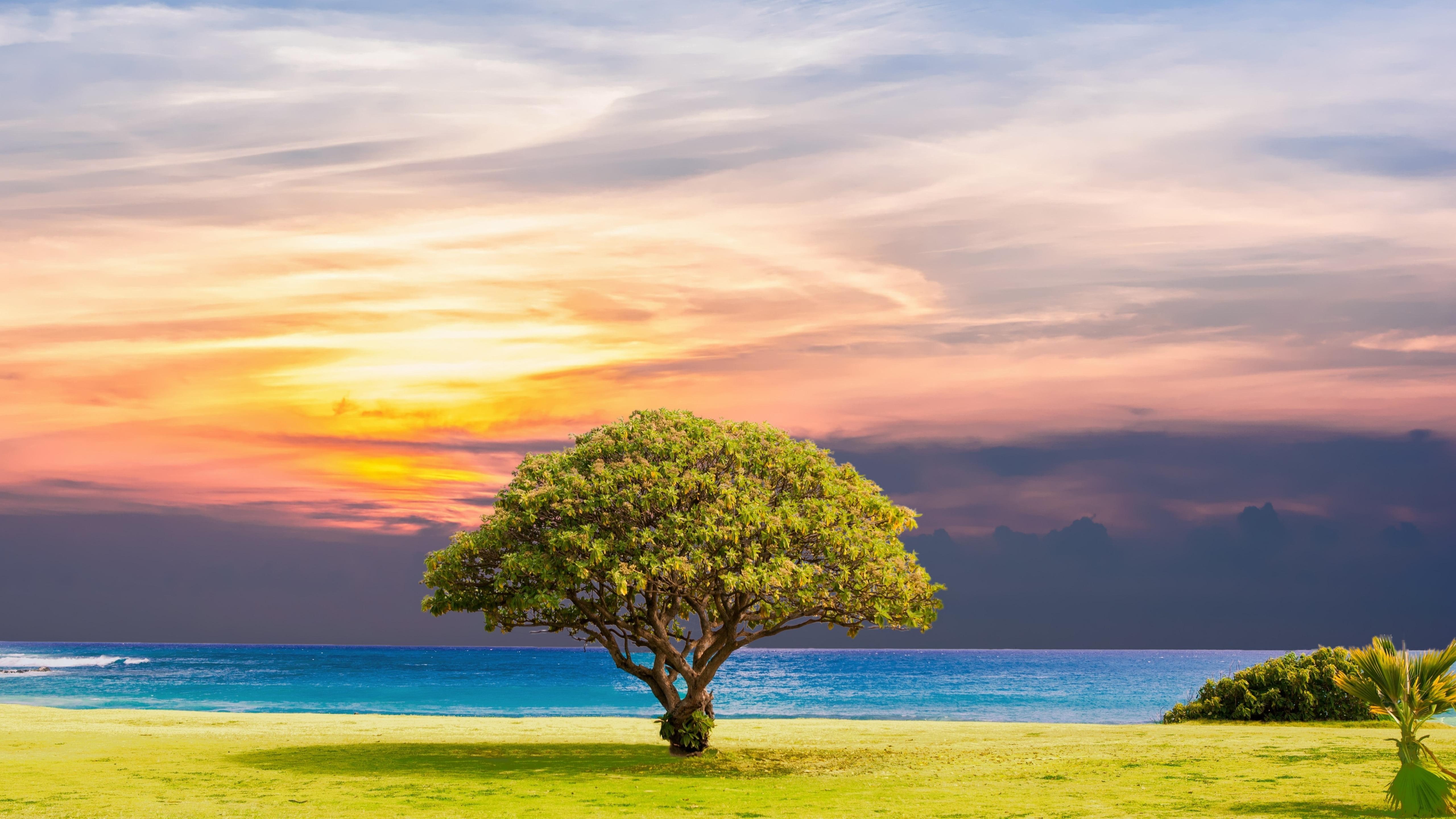 sky, tree, horizon, beach, grass, lonely tree, coast, shore, calm, sea, cloud, nature, 5K, lone tree, HD Wallpaper