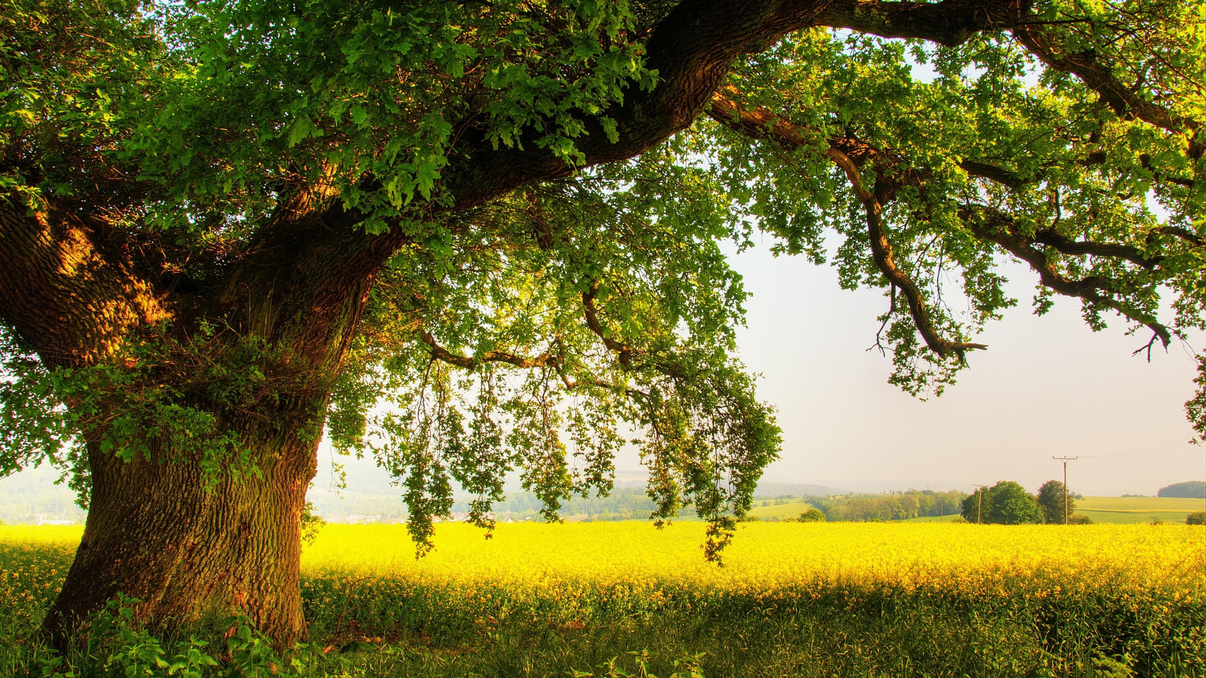 sky, oak tree, woody plant, l, tree, field, grassland, flora, branch, vegetation, lone tree, lonely tree, 4K, grass, oak, meadow, HD Wallpaper