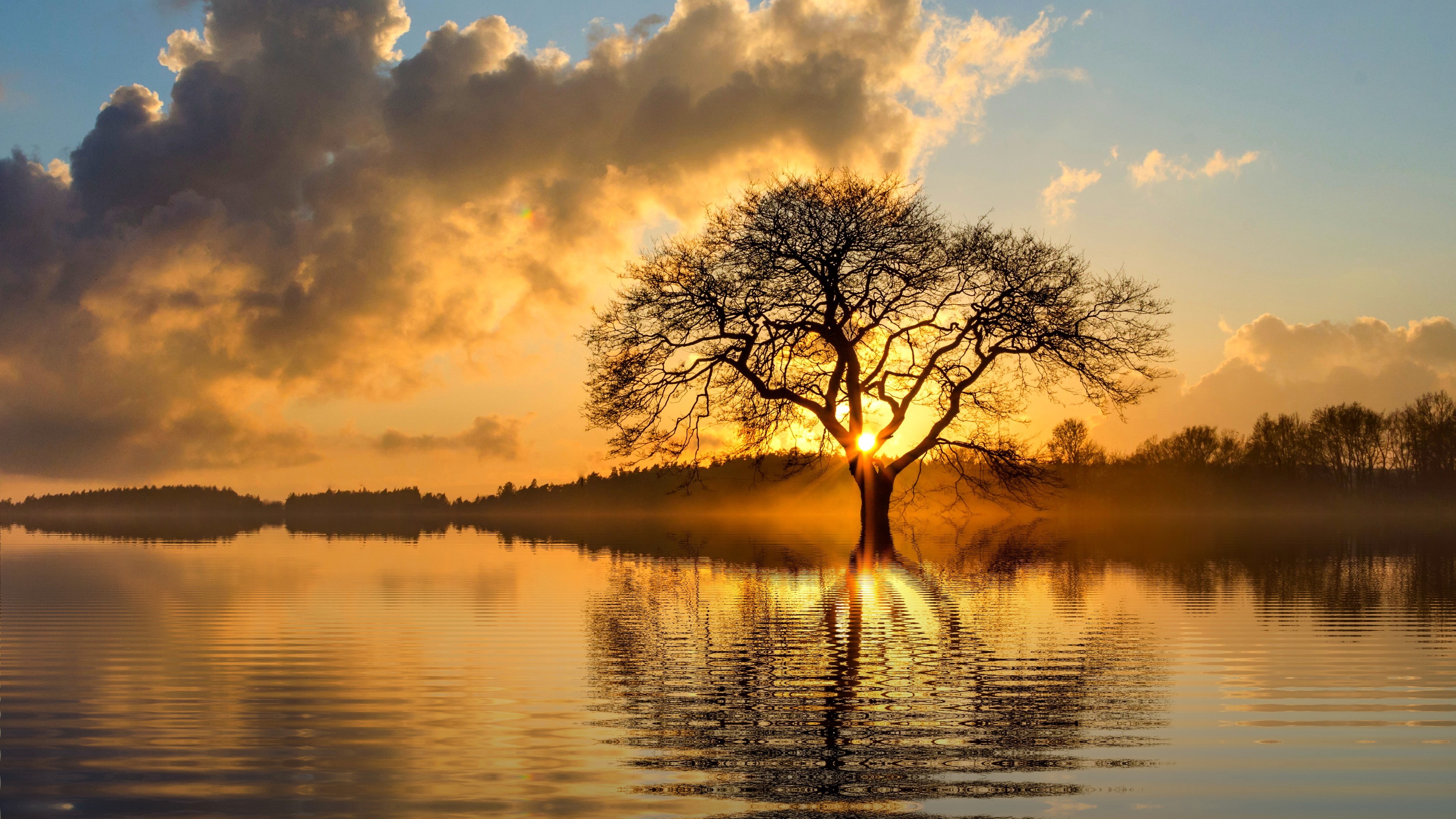4K, horizon, tree, bank, sunset, atmosphere, calm, water, reflection, isolated, cloud, sundown, lake, lone tree, lonely tree, sky, HD Wallpaper