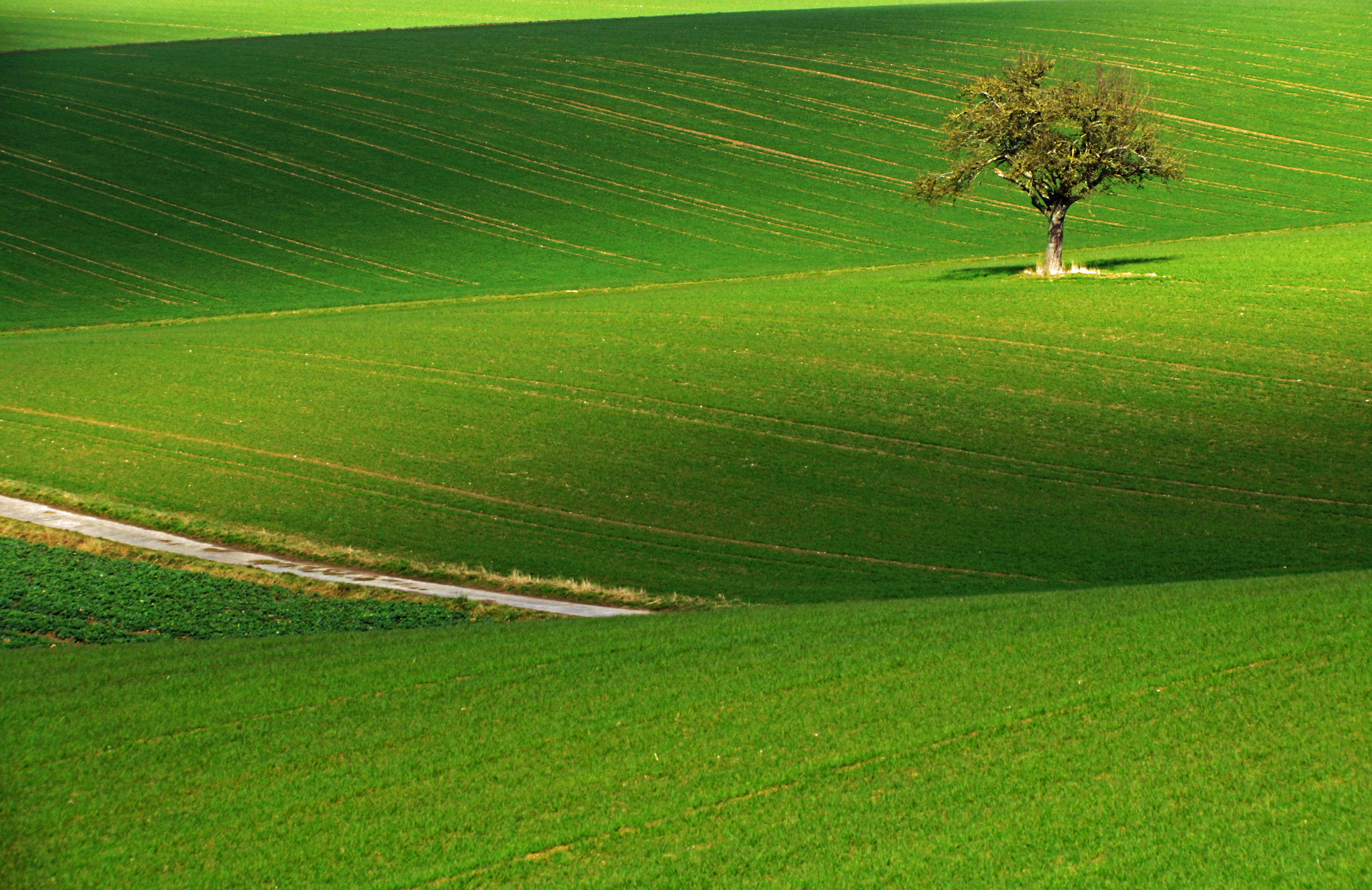 lawn grass, Land, grass  green, hill, landscape, italy, nature, meadow, lawn, green Color, 5K, Taunus, outdoors, grass, europe, summer, tree, Feld, agriculture, HD Wallpaper