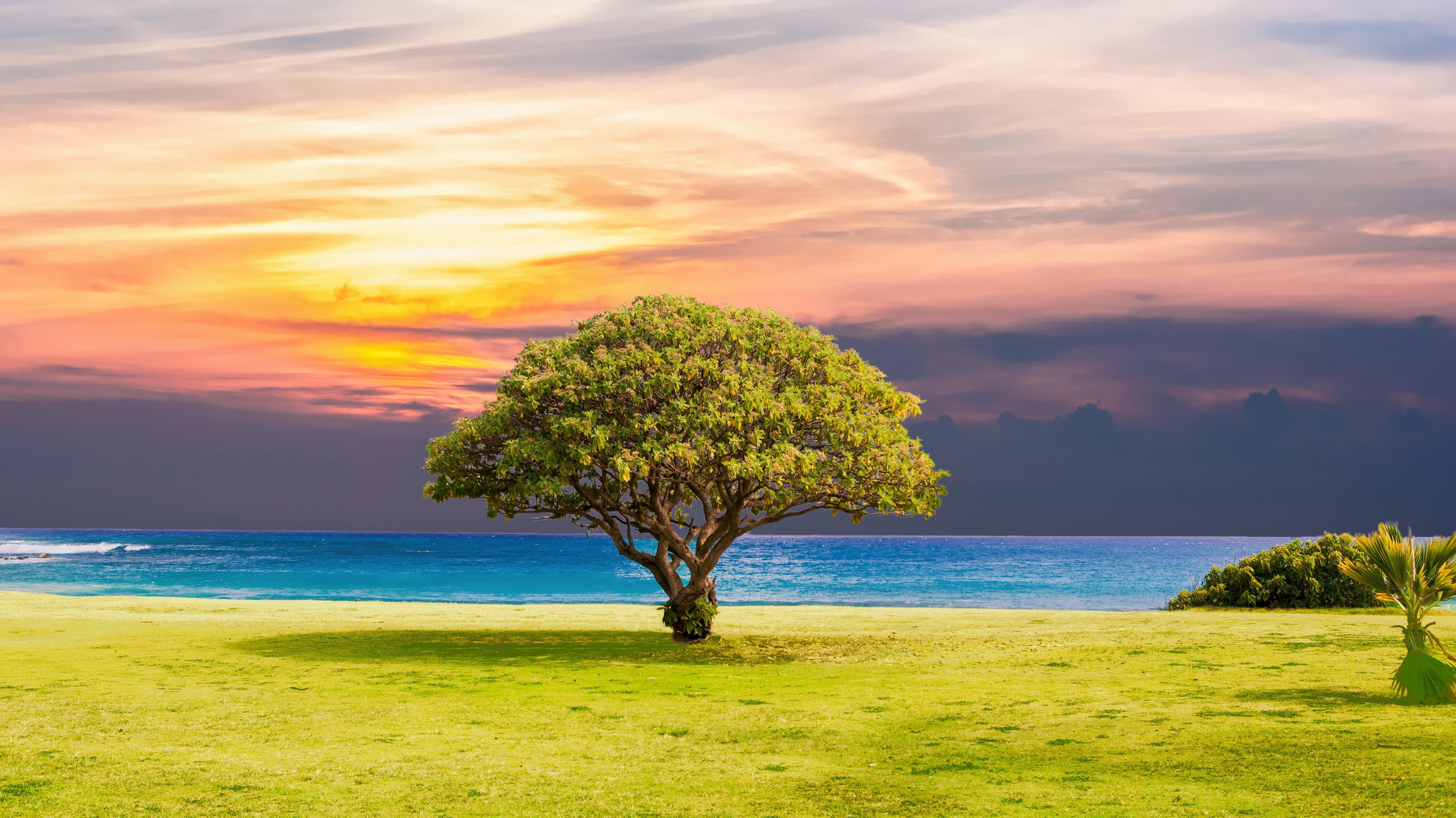 5k uhd, grass, lone tree, calm, morning, 5K, tropics, coast, beach, nature, tree, 5k, sky, cloud, horizon, sea, grassland, landscape, sunlight, HD Wallpaper