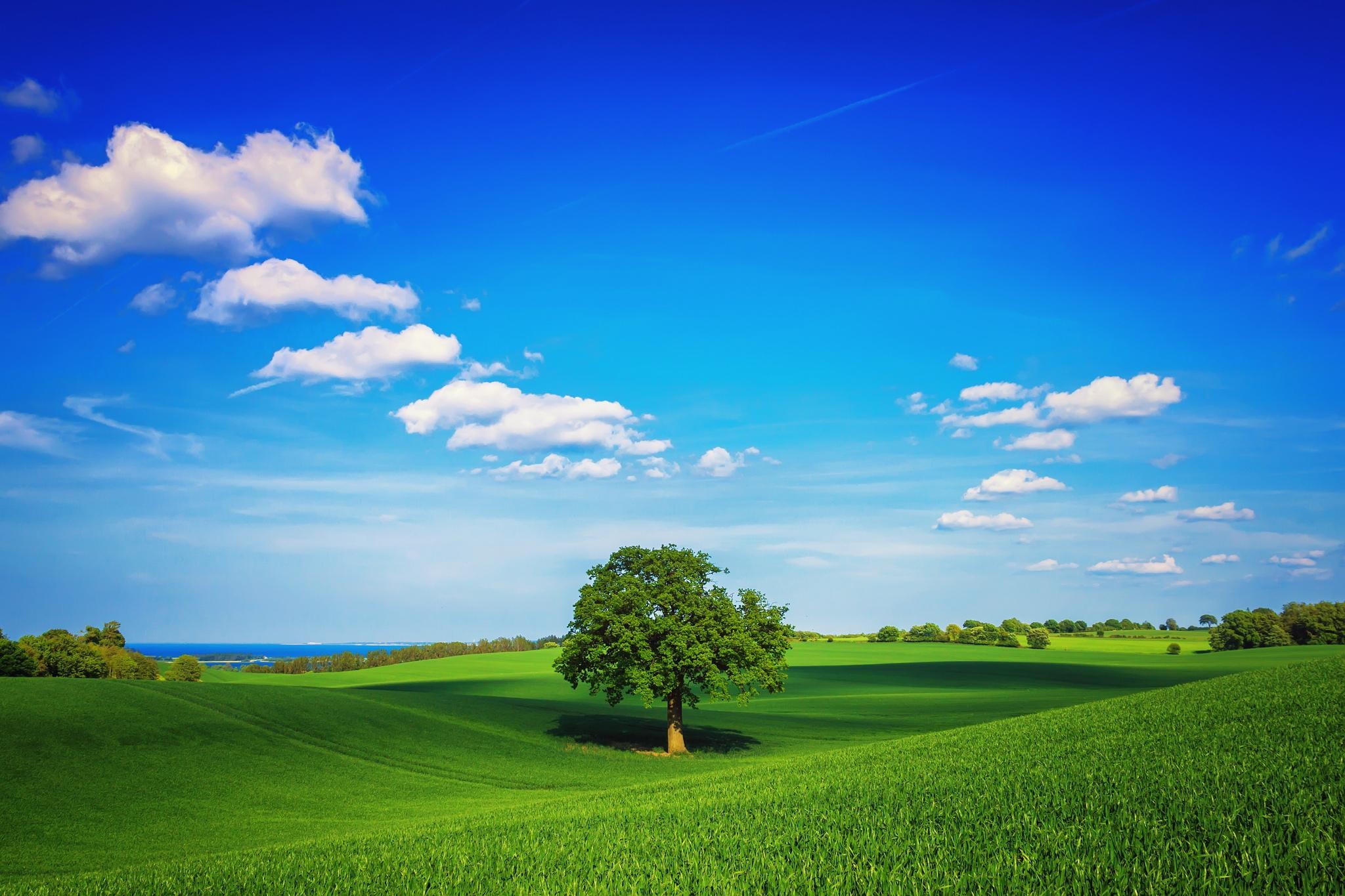 green, plain, day, summer, sky, 1080P, lonely, tree, field, HD Wallpaper