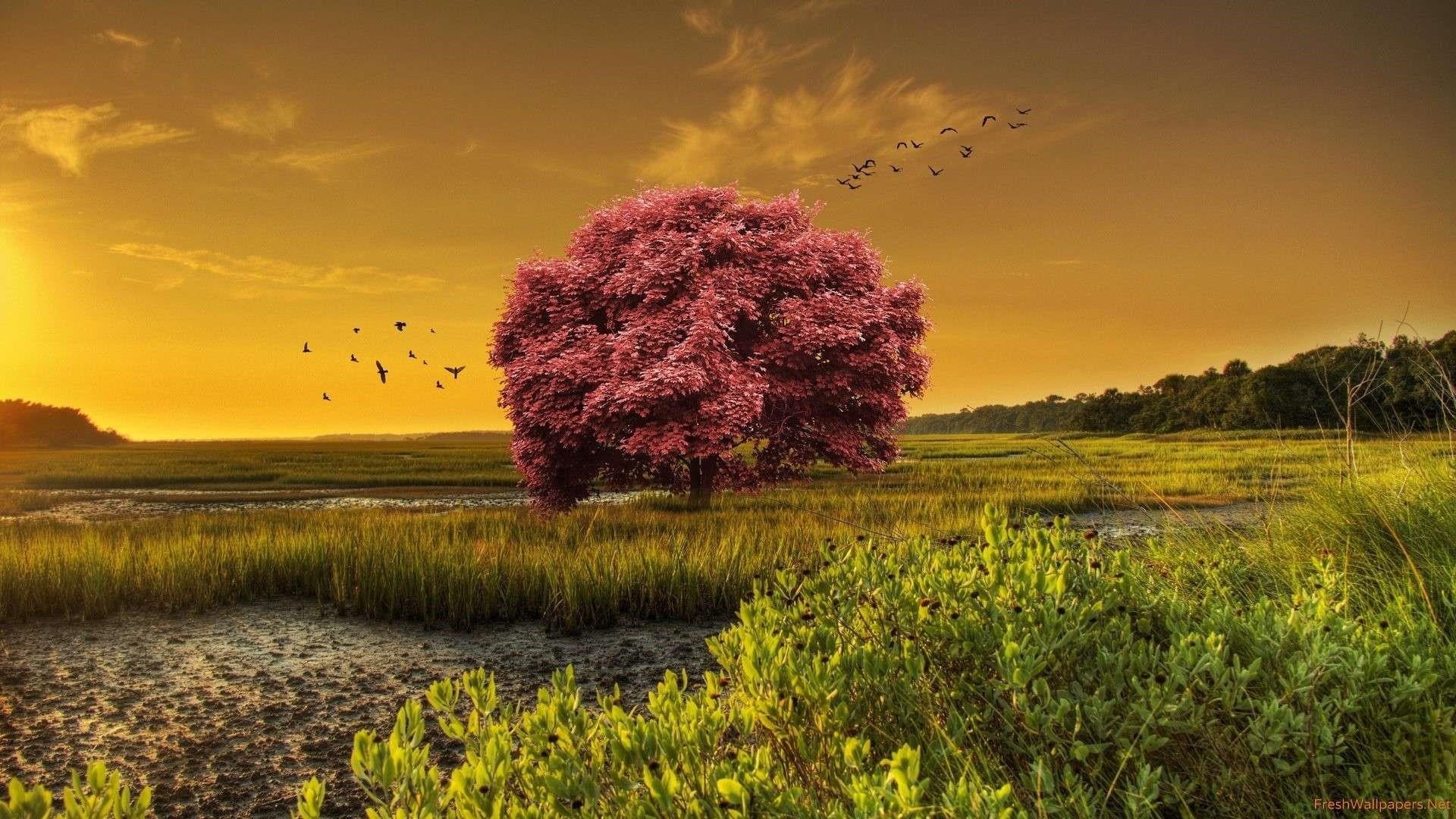 sunset, tranquil scene, outdoors, environment, lonely tree, rural scene, agriculture, 1080P, blooming tree, grass, scenery, growth, no people, beauty in nature, HD Wallpaper
