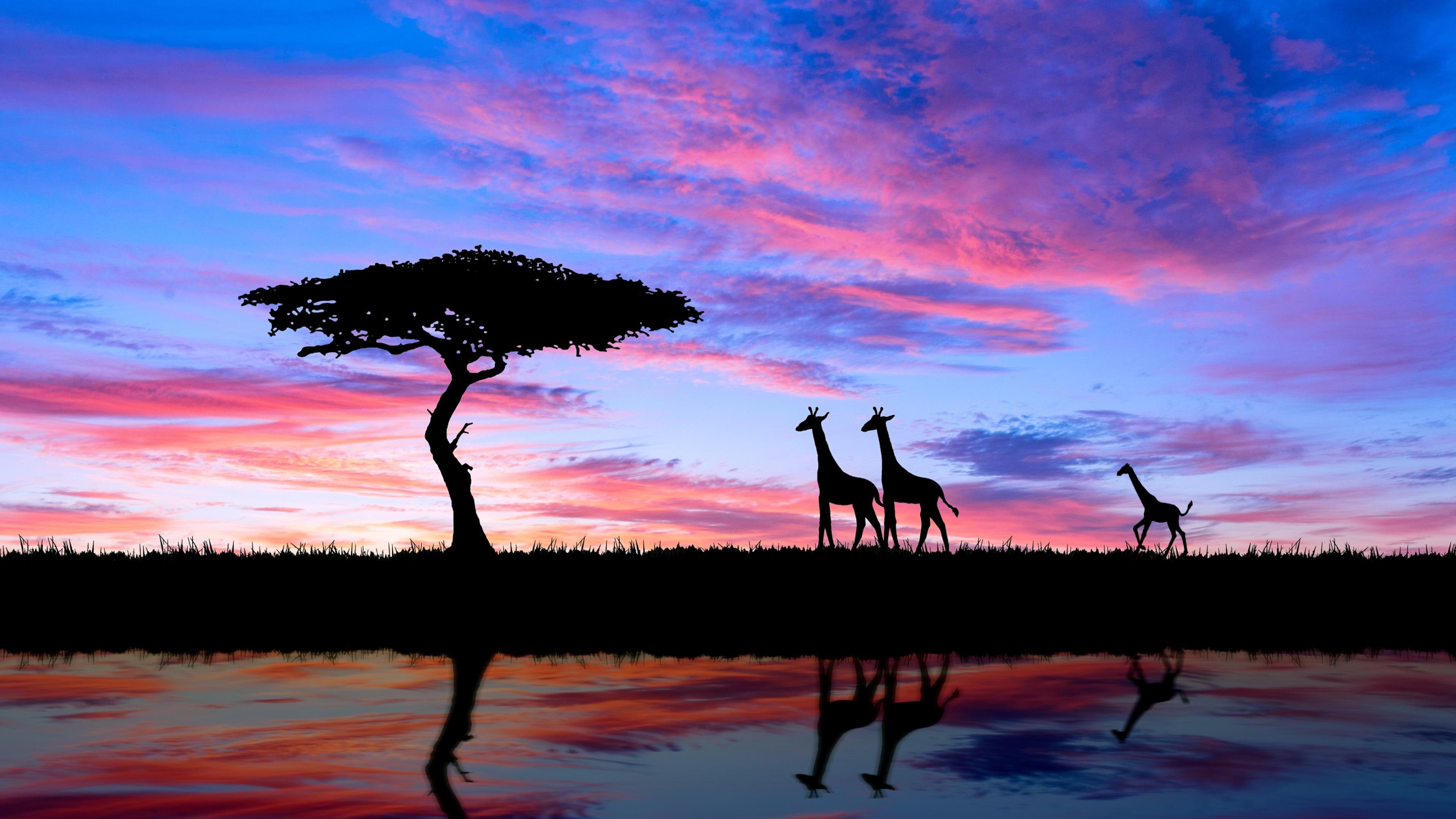 reflection, camelopard, pink sky, giraffe, savanna, lonely tree, tree, dawn, lone tree, water, afterglow, sunrise, 4K, evening, sky, calm, cloud, silhouette, HD Wallpaper