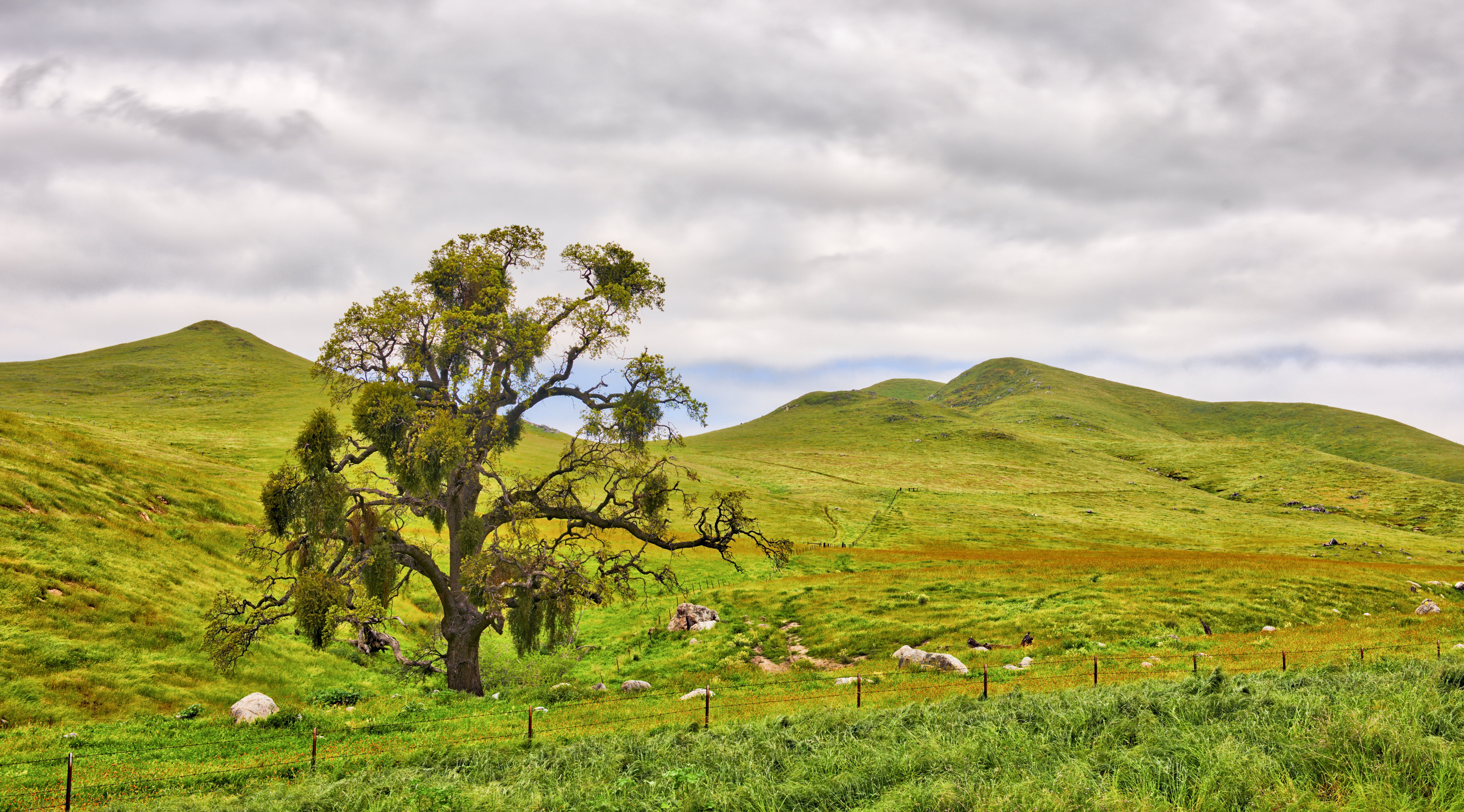 photography, green, clouds, rural Scene, sky, field, grass, scenics, marc cooper, 5K, lightroom, tree, branches, meadow, landscape photography, outdoors, HD Wallpaper