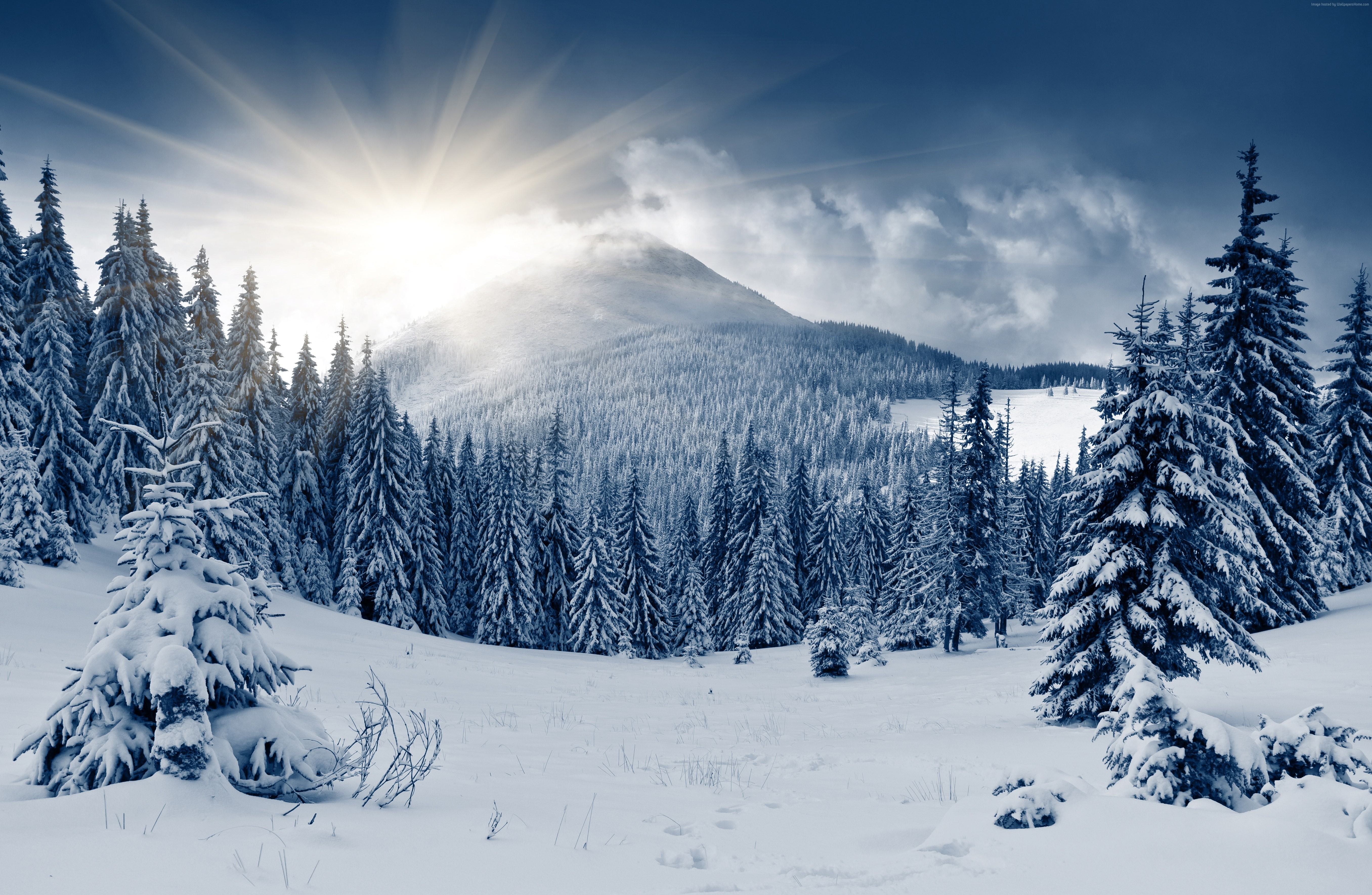 winter forest, mountain, sun, 5k, 5K, 4k, snow, fir-trees, HD Wallpaper