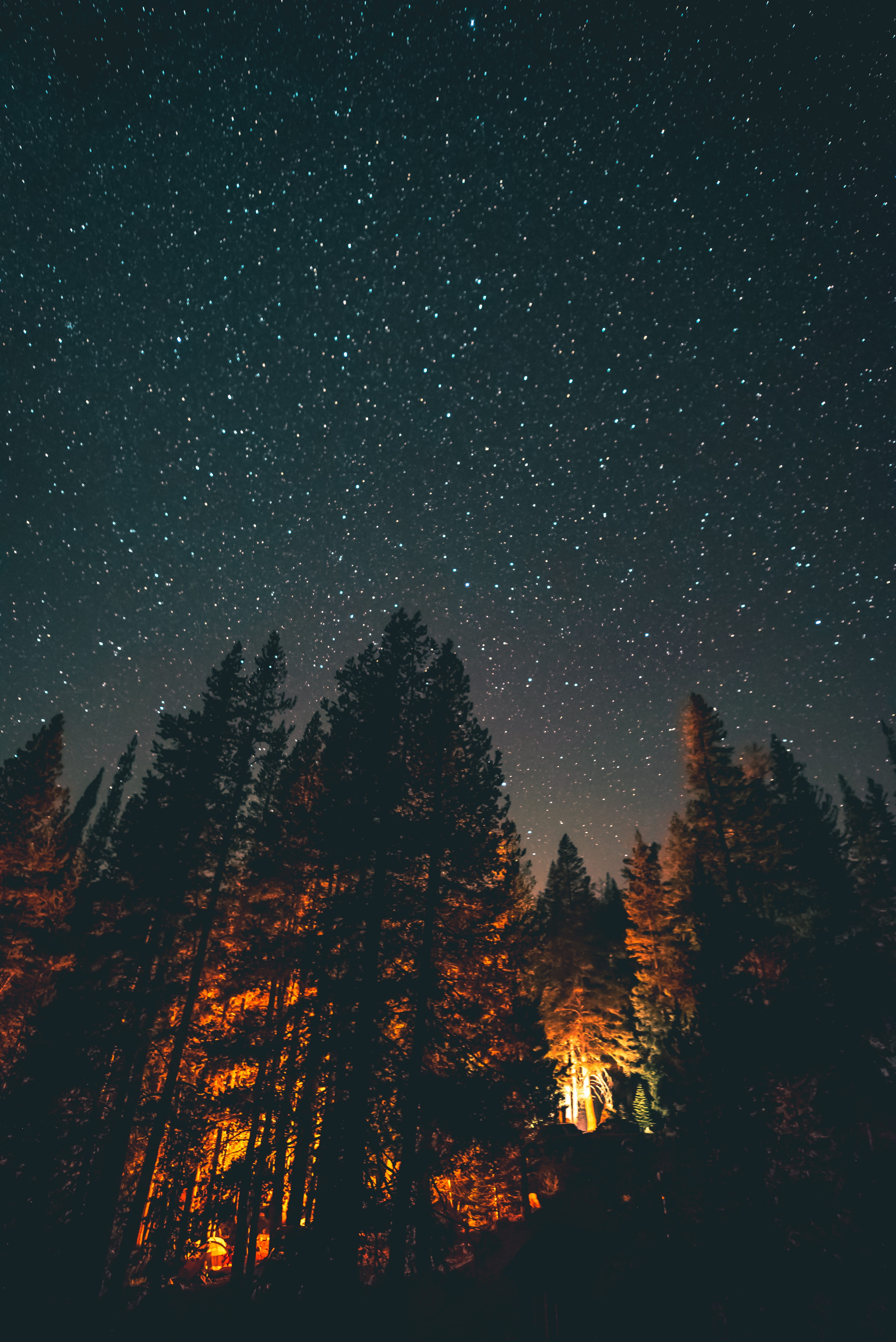 adventure, astronomy, night, milky Way, pine Tree, fire, constellation, galaxy, sky, scenics, winter, wanderlust, moody, christmas, illuminated, dark, fir Tree, Phone HD Wallpaper