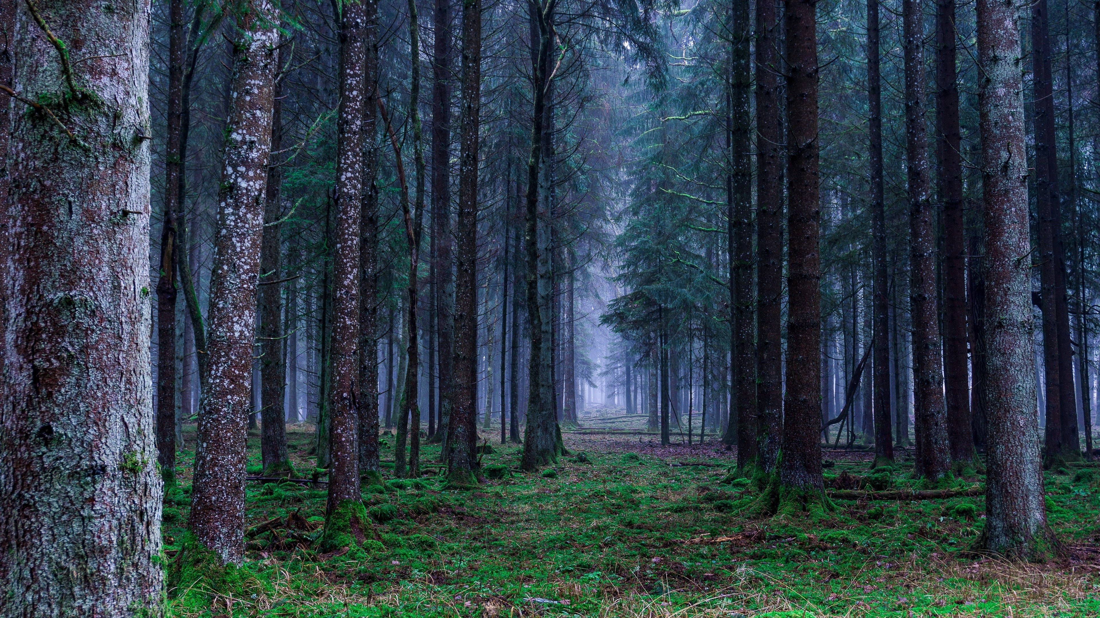 fog, spruce fir forest, vegetation, woodland, forest path, nature, grove, tree, forest, 4K, HD Wallpaper