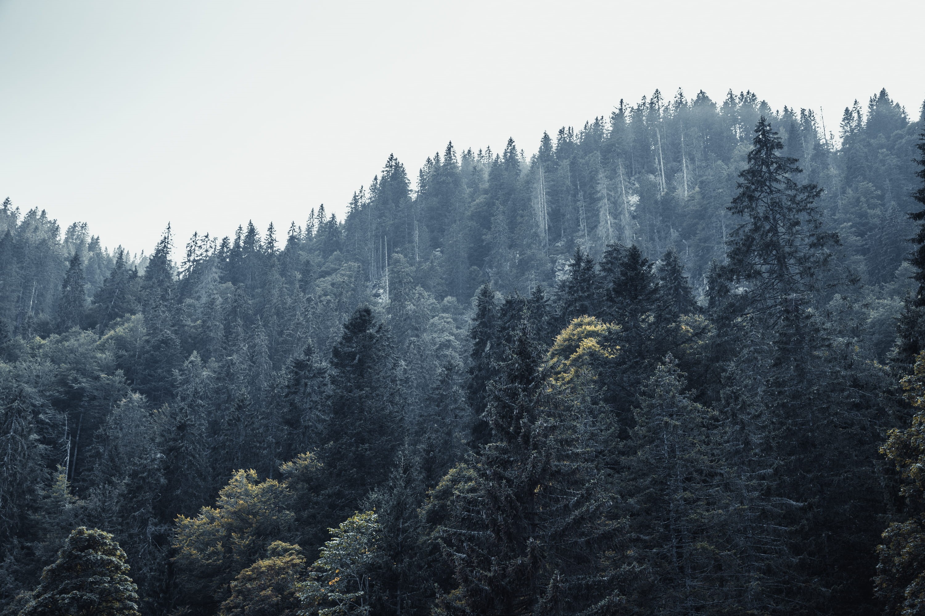 rocks, schwarzwald, nature, sky, plant, non-urban scene, pine tree, beauty in nature, tranquility, scenics - nature, coniferous tree, feldberg, feldberg (schwarzwald), HD Wallpaper