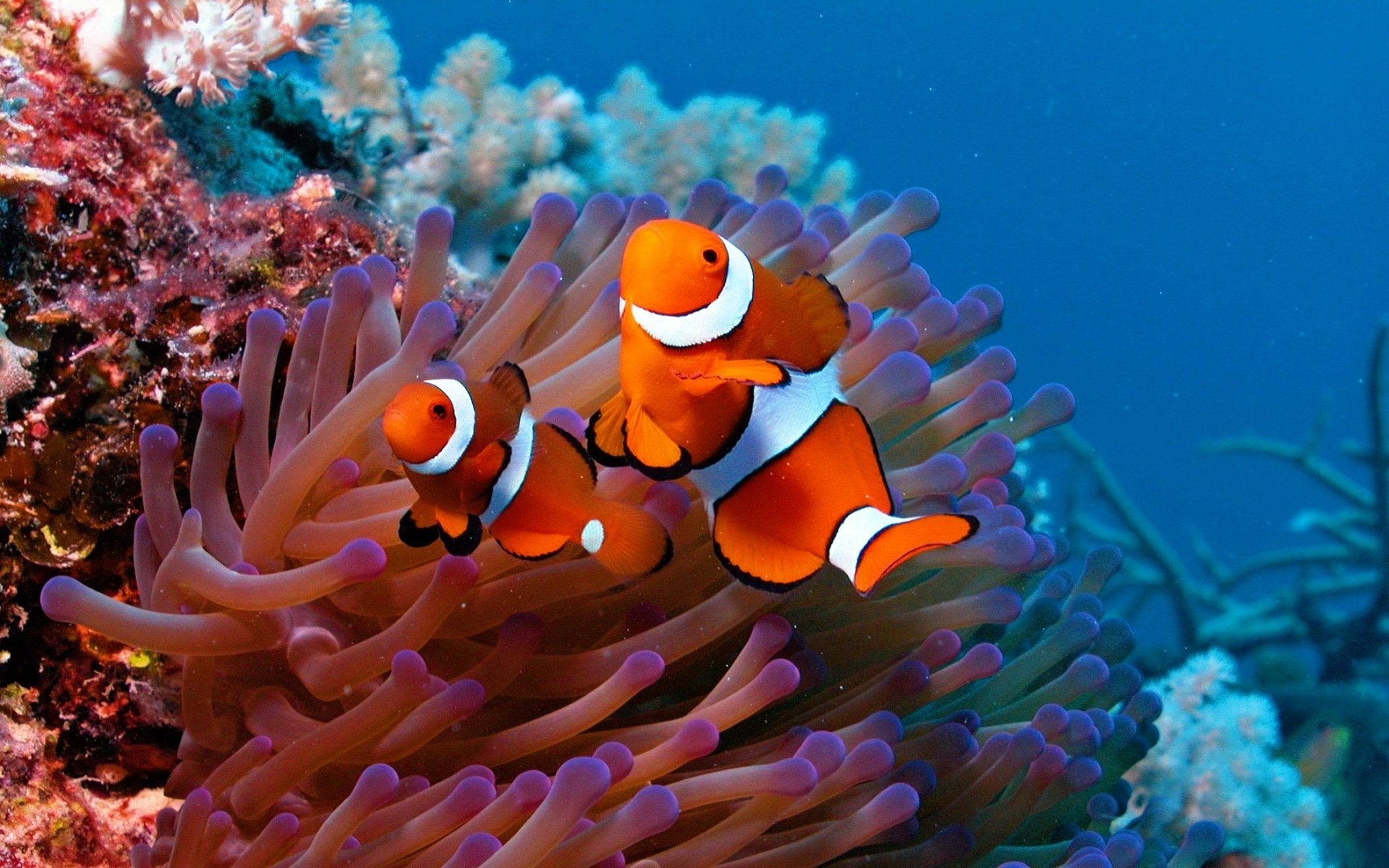 sealife, animal wildlife, water, group of animals, ocean, animals in the wild, no people, symbiotic relationship, animal themes, vertebrate, invertebrate, HD Wallpaper