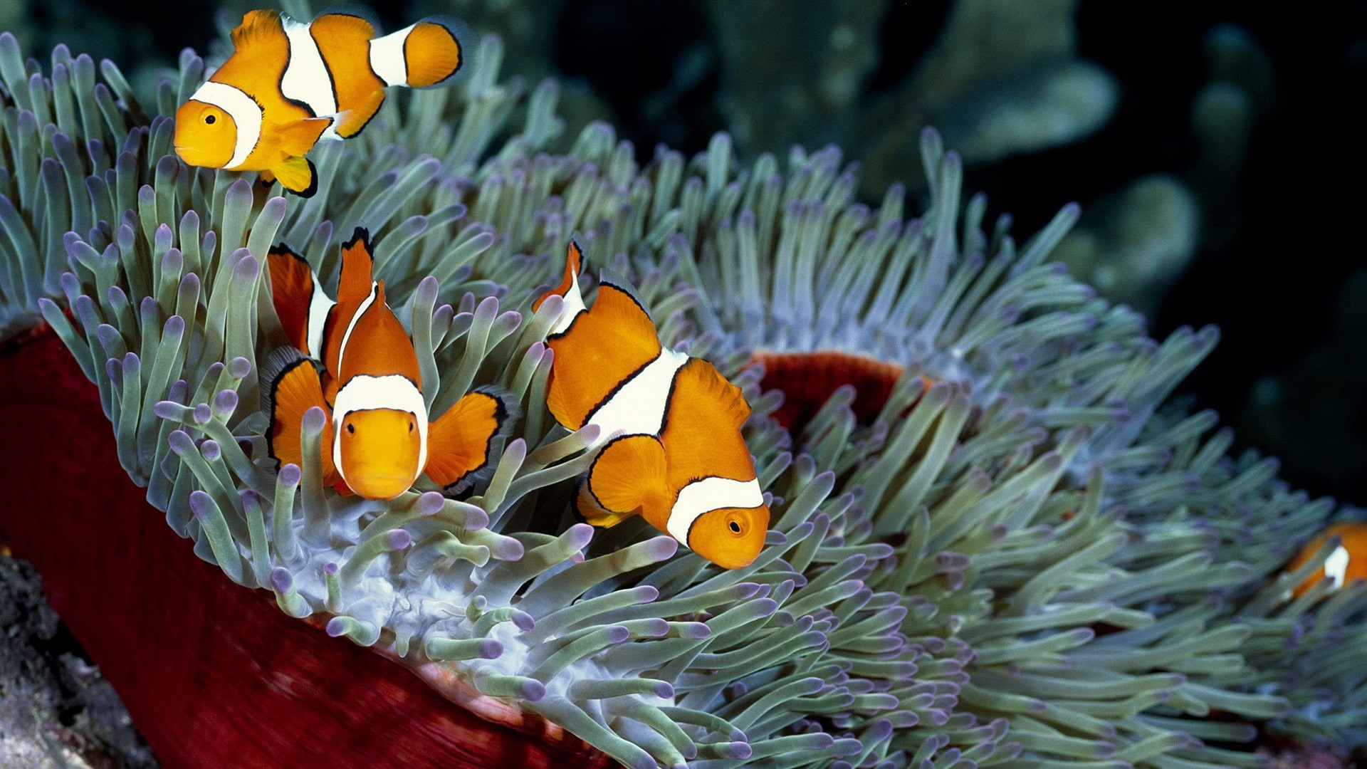 underwater, no people, invertebrate, coral, sea life, sea anemones, animal themes, symbiotic relationship, 1080P, water, undersea, ecosystem, swimming, HD Wallpaper