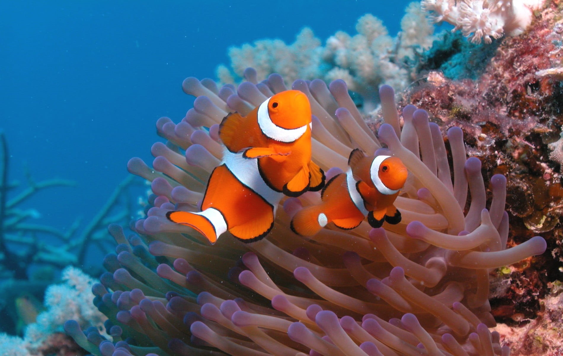 animal wildlife, sea anemones, nature, sea life, animals, invertebrate, underwater, beauty in nature, animals in the wild, fish, clown fish, marine, black, HD Wallpaper